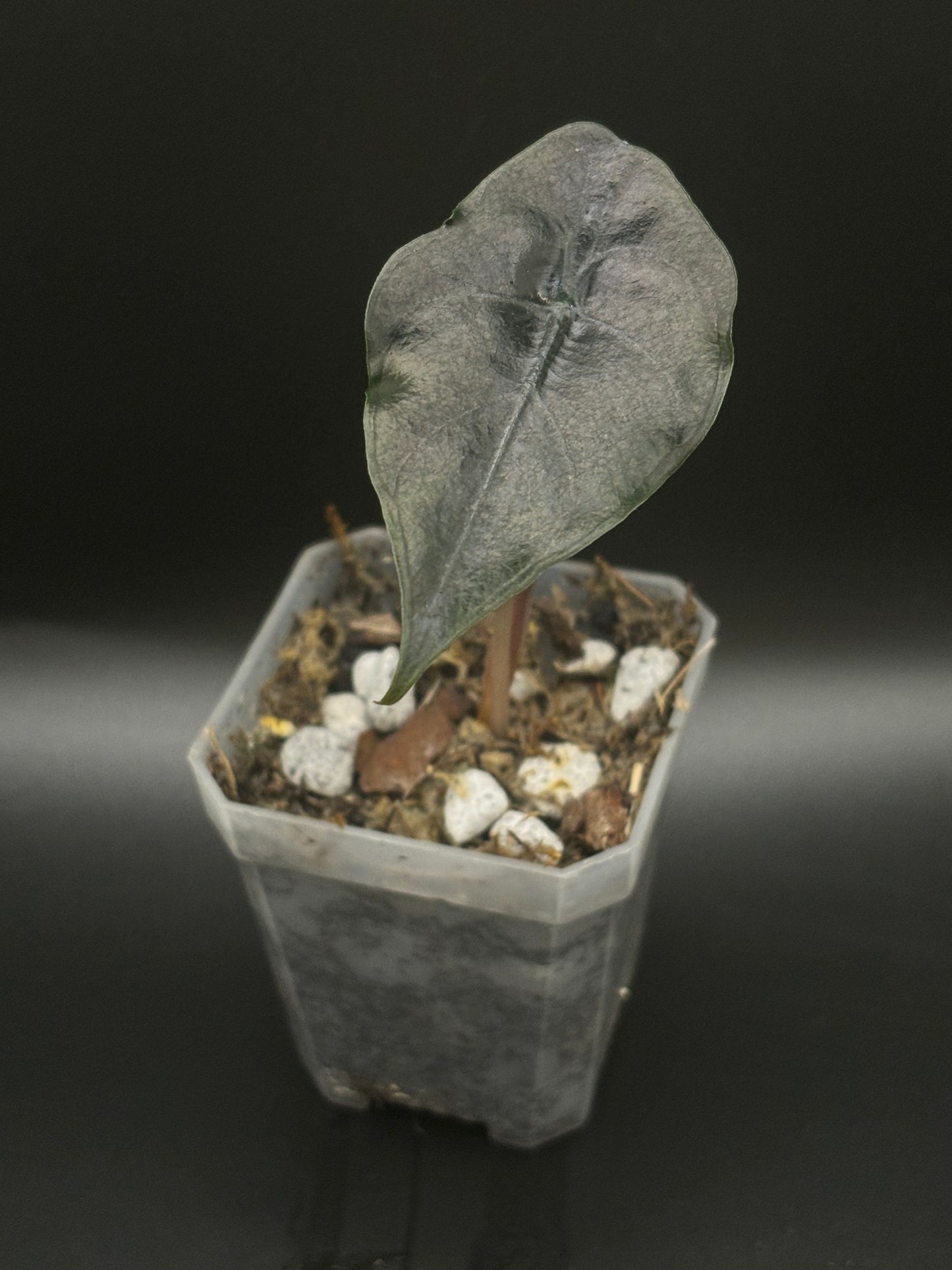 Close-up of Alocasia Chantrieri leaves showcasing their deep green color and unique texture