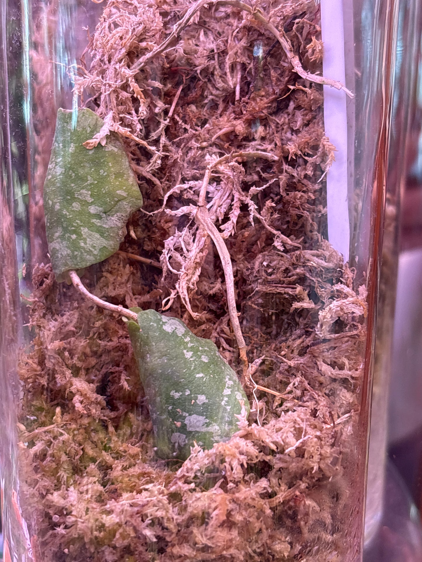 Hoya imbricata – A Rare Epiphytic Marvel for the True Collector | Curio botanica