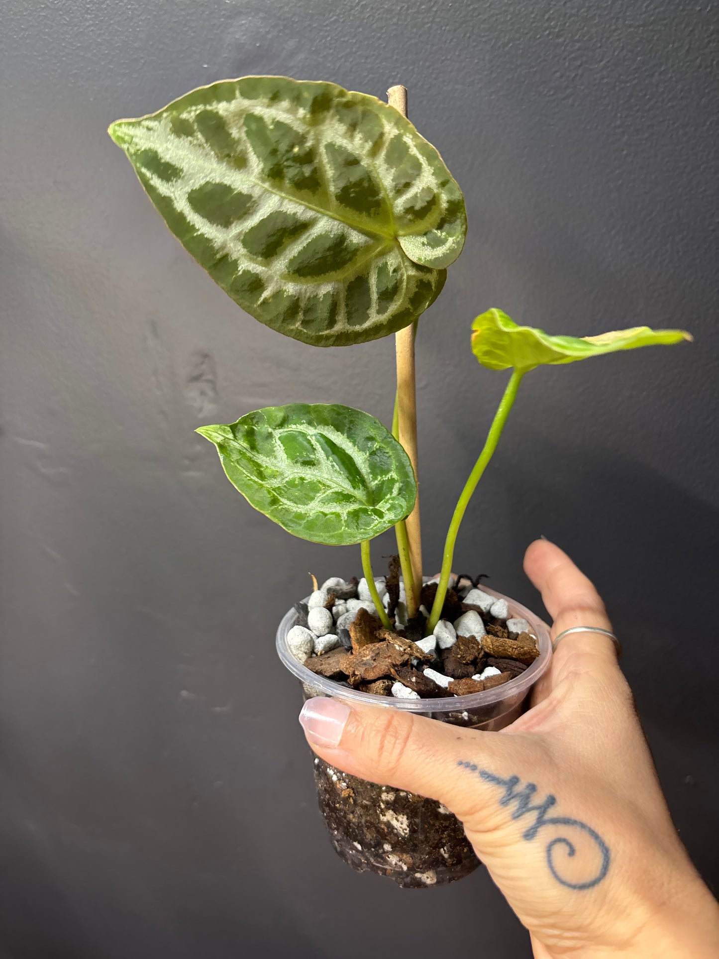 Close-up of Anthurium Silver Blush foliage showcasing velvety green leaves with silver veins
