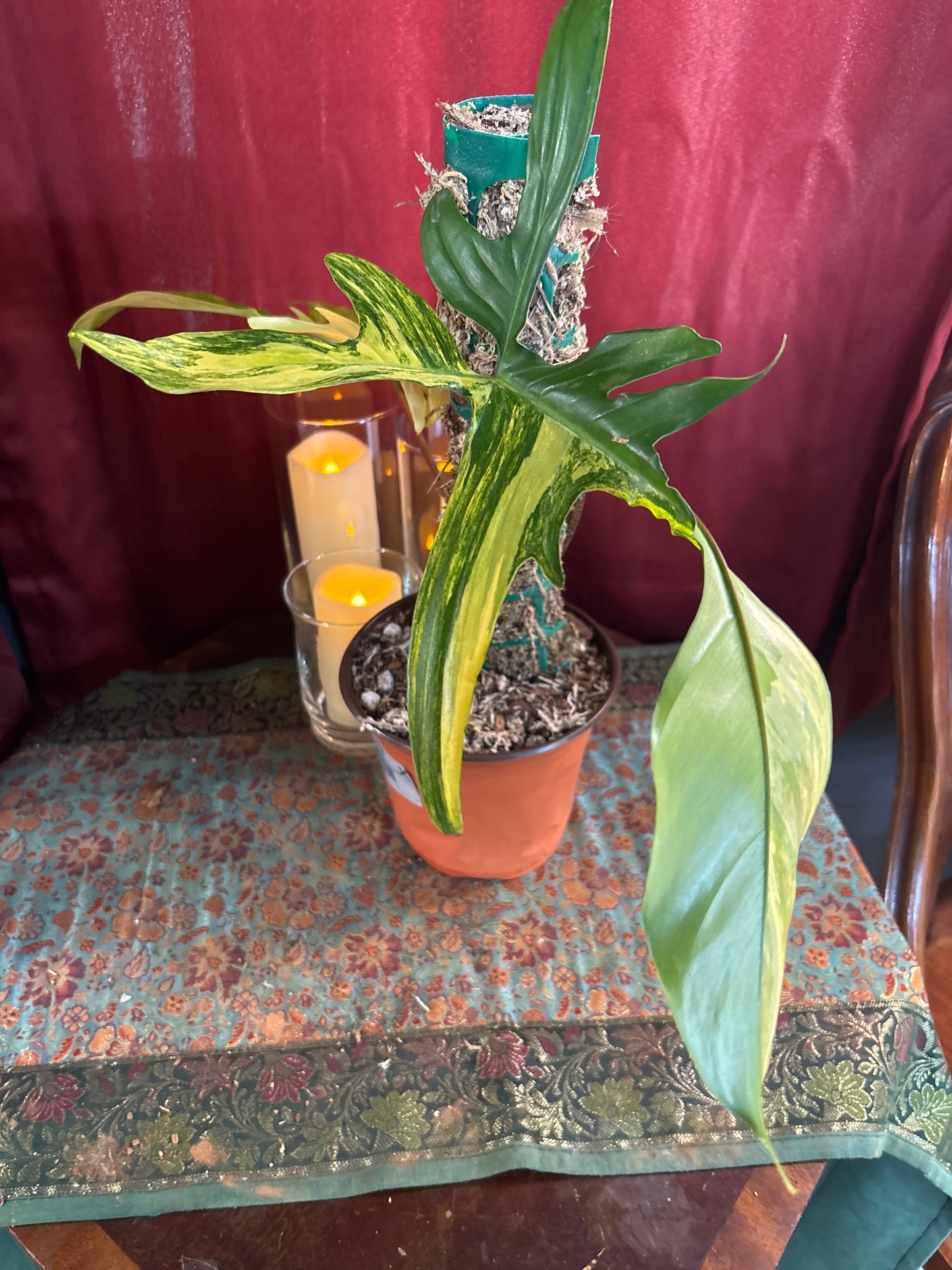 Florida Beauty Variegated Philodendroncurio botanica