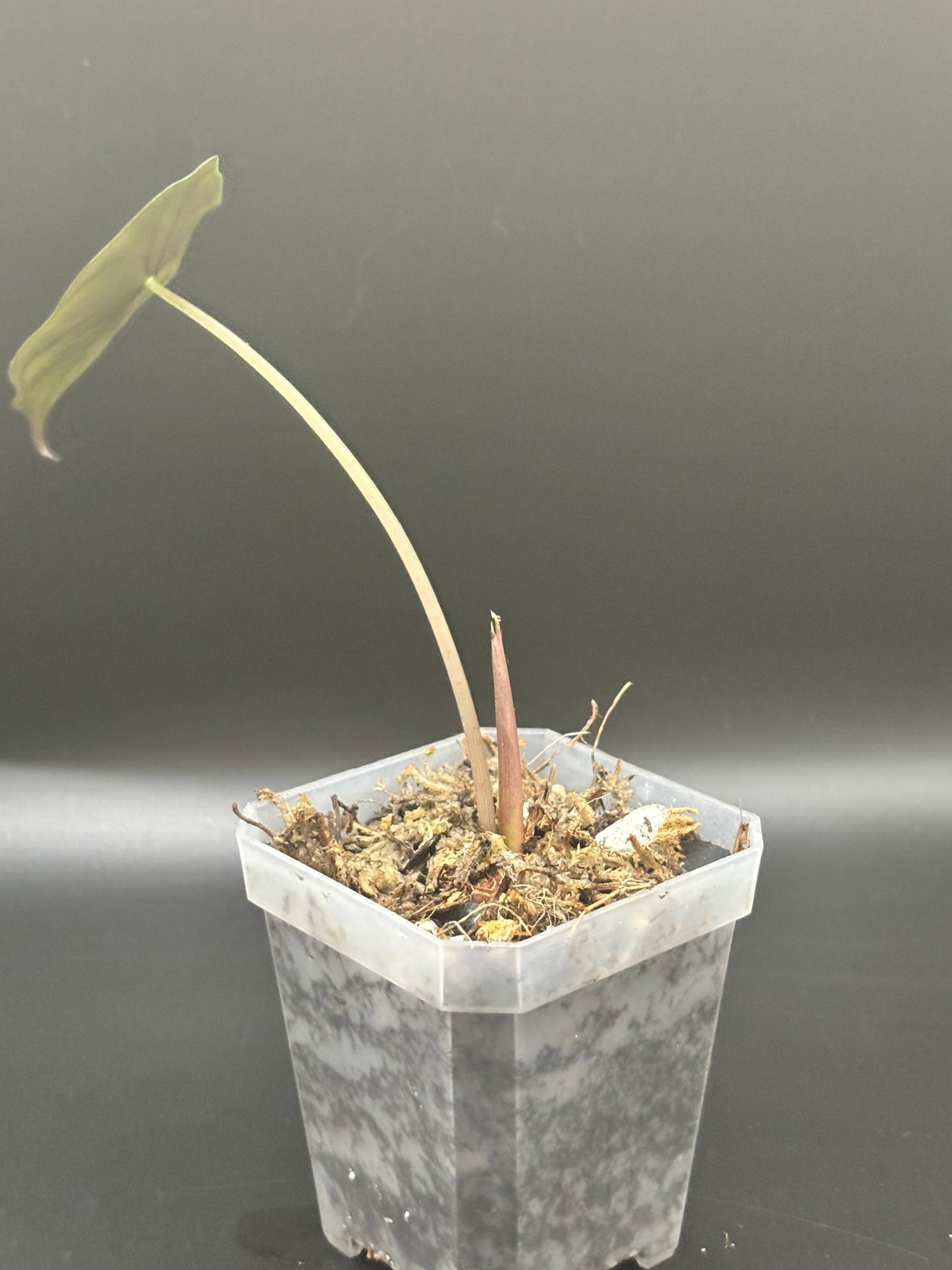 Alocasia Chantrieri – Exotic Indoor Plant | Buy Online curio botanica