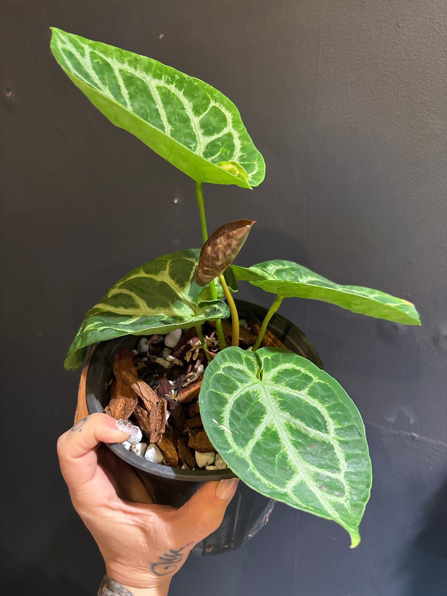 Close-up of Anthurium Silver Blush foliage showcasing velvety green leaves with silver veins