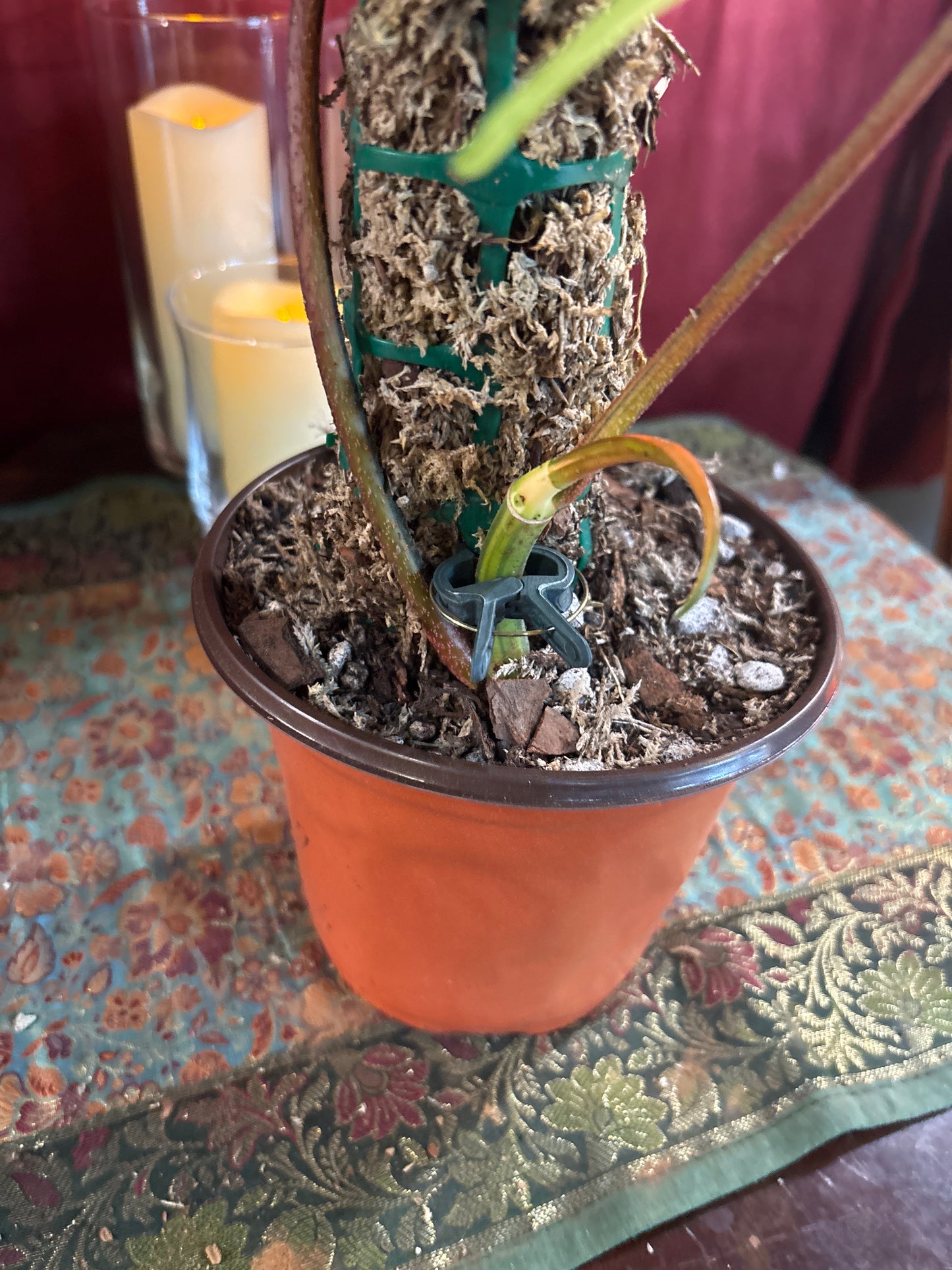 Florida Beauty Variegated Philodendroncurio botanica