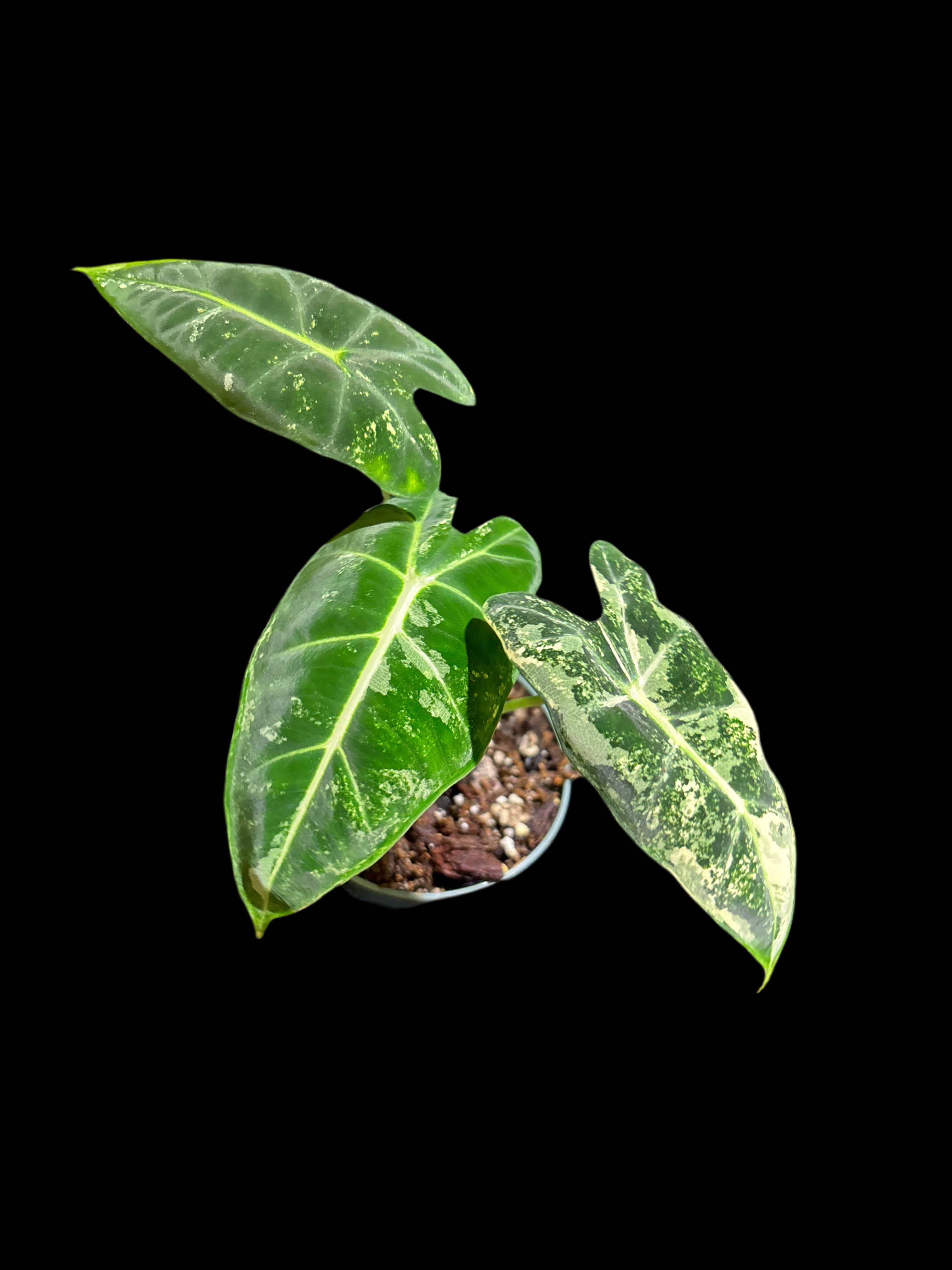 Alocasia 'Frydek' Variegated – A Rare Tapestry of Ivory Alocasia 'Frydek' Variegated – A Rare Tapestry of Ivory