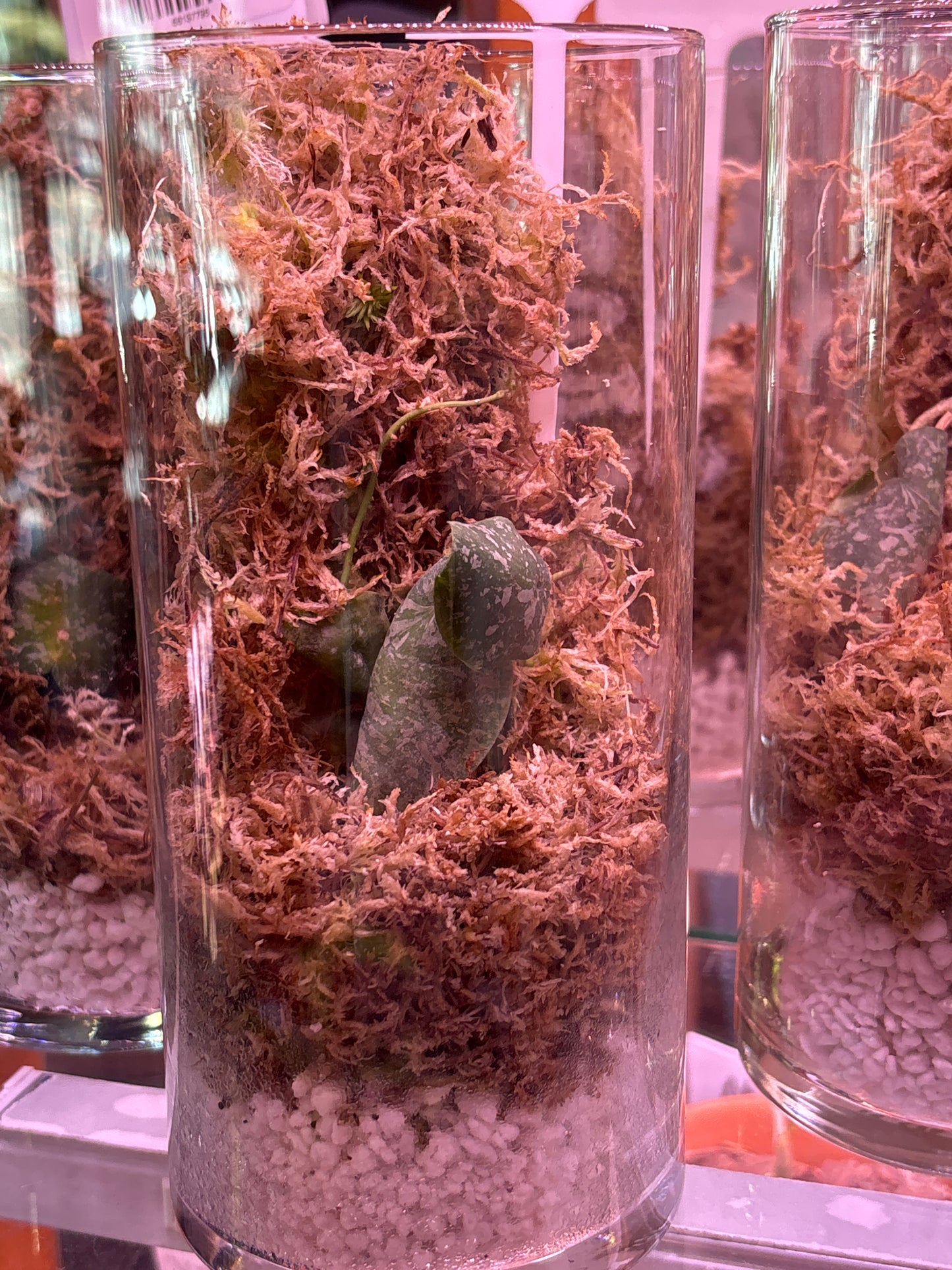 Hoya imbricata – A Rare Epiphytic Marvel for the True Collector | Curio botanica