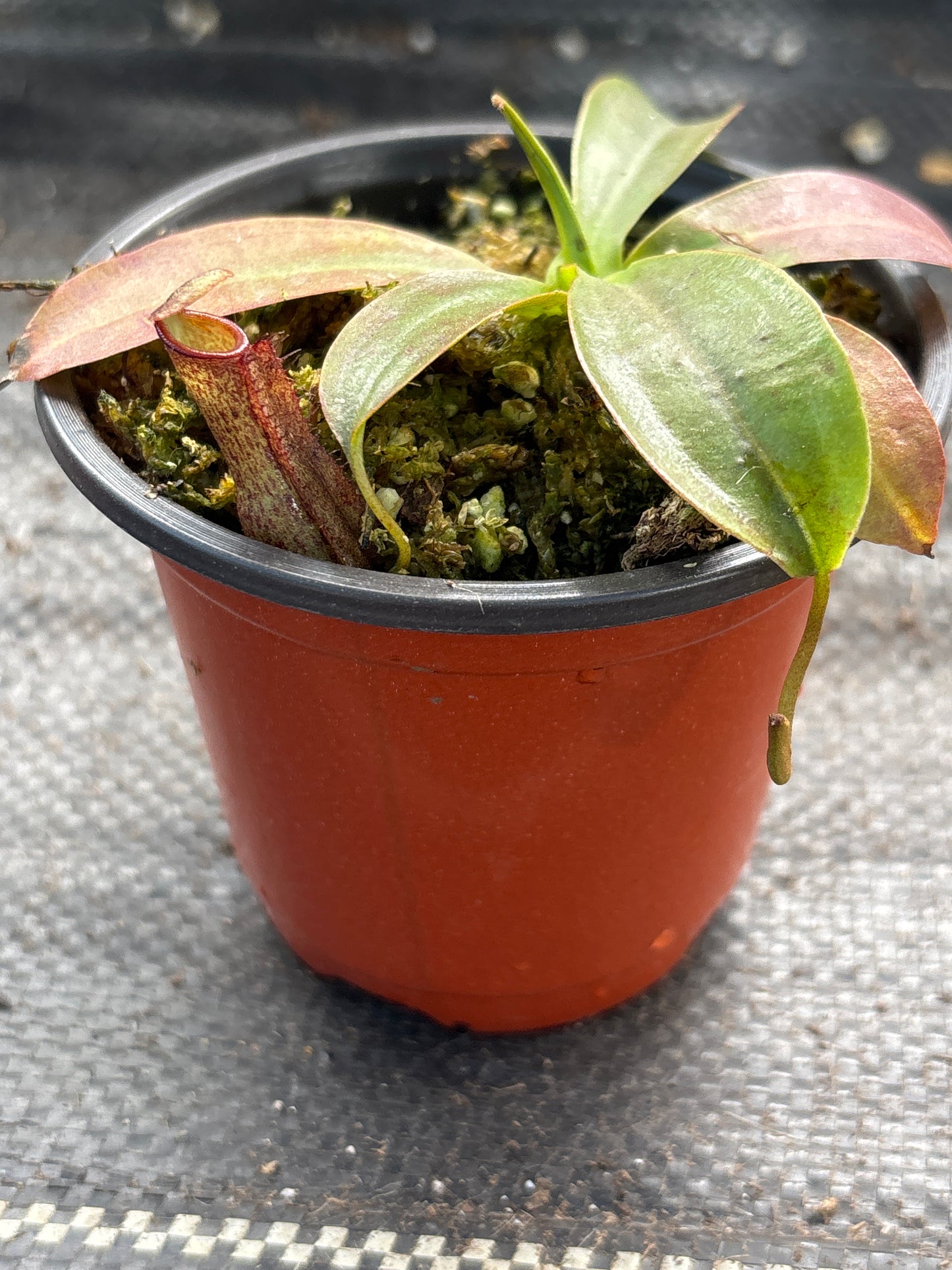 Nepenthes ‘St. Gaya’ – A Majestic Hybrid of Scarlet & Ivory | Curio Plants