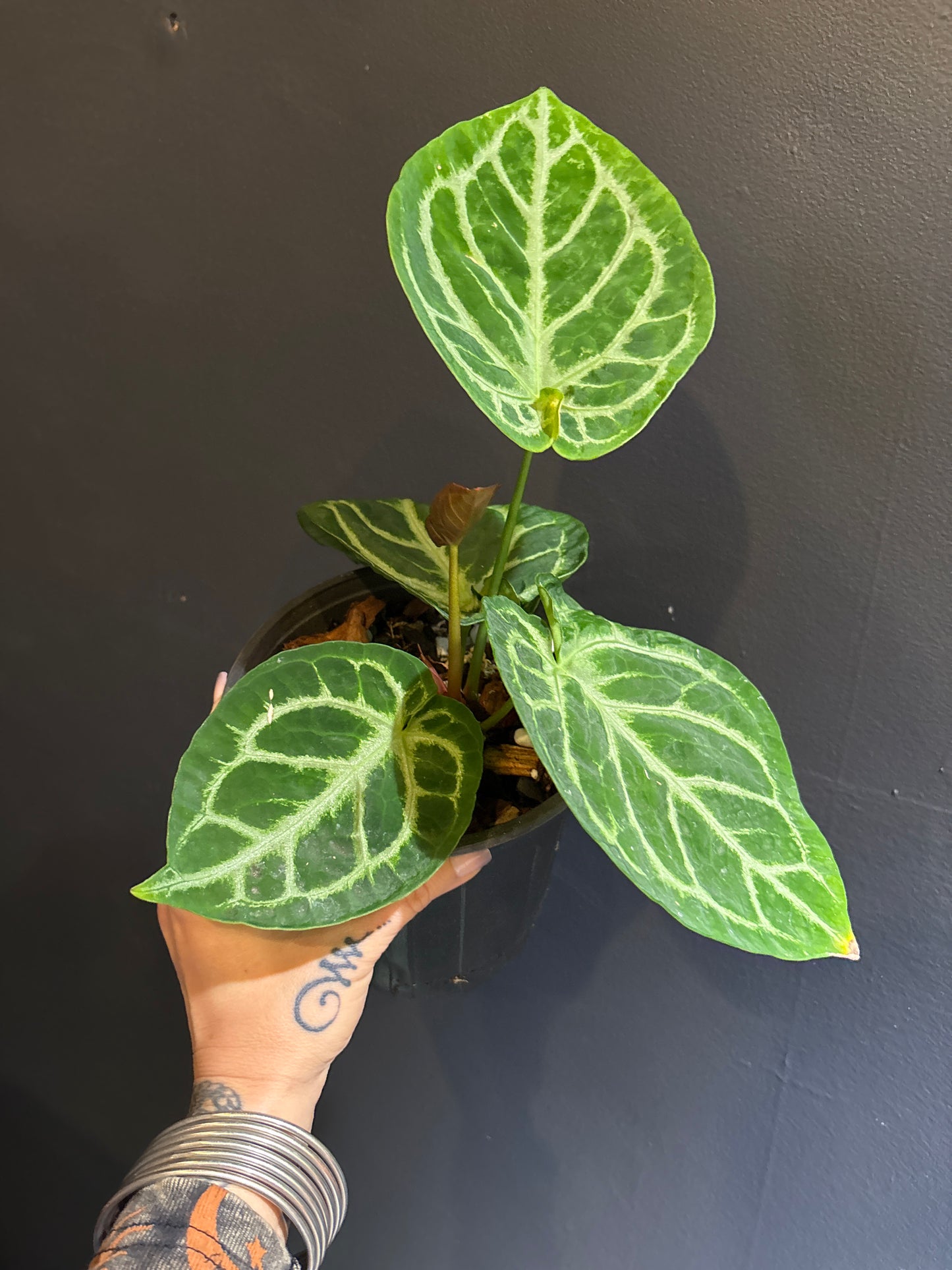 Anthurium Silver Blush rare indoor plant with silvery veined, heart-shaped leaves in a decorative pot