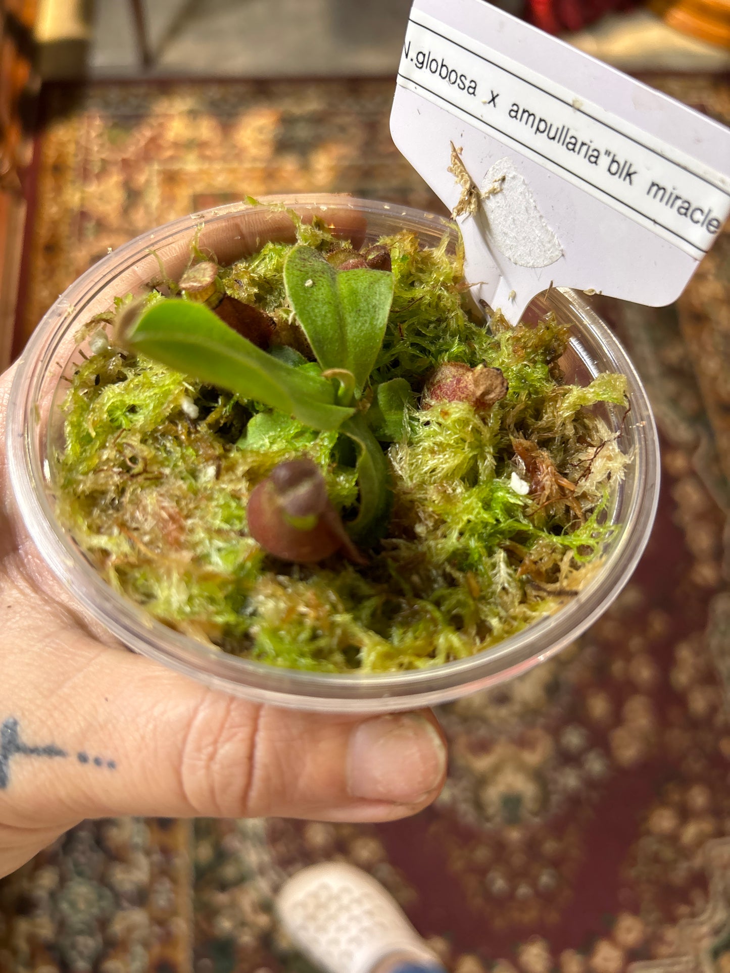 Nepenthes globosa × (ampullaria ‘Black Miracle’ × bicalcarata) – A Hybrid of Predatory Perfection | Curio Plants