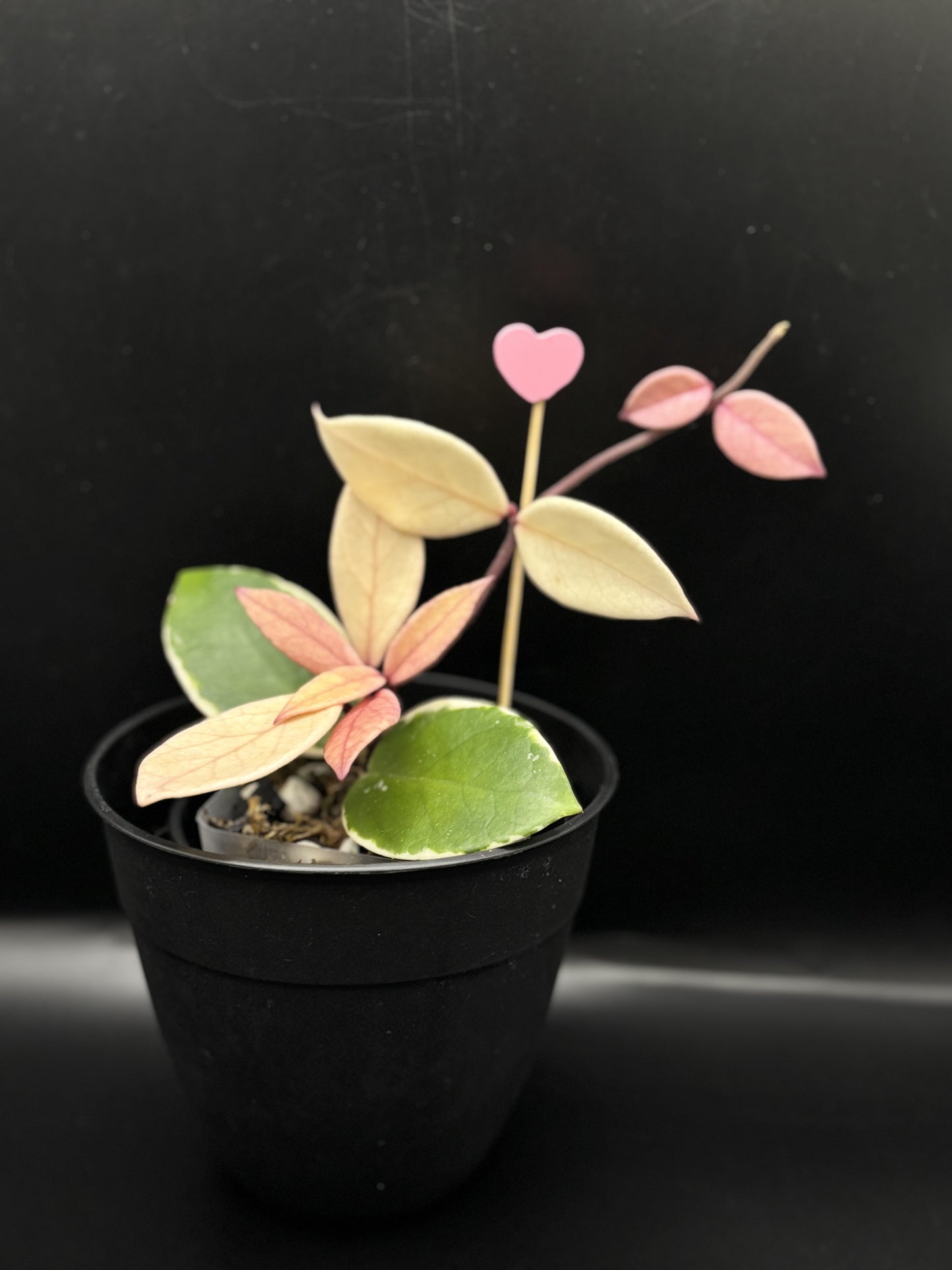 Hoya Flamingo Dream – A Stunning Collector’s Jewel with Colorful Foliage