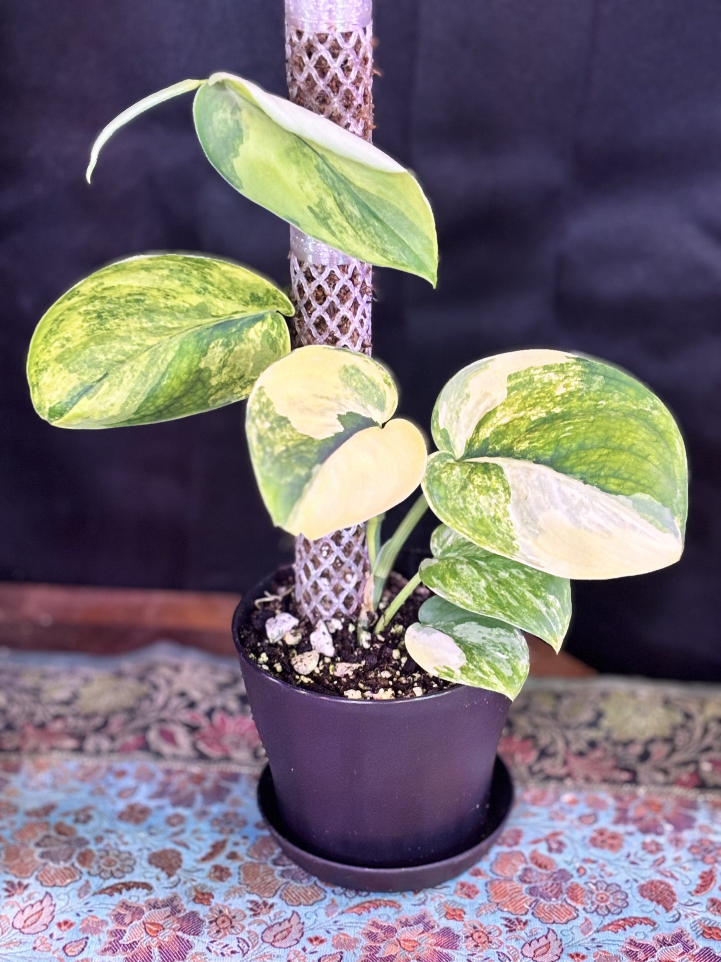 Scindapsus Jade Aurea Variegated Rare Mounted curio botanica