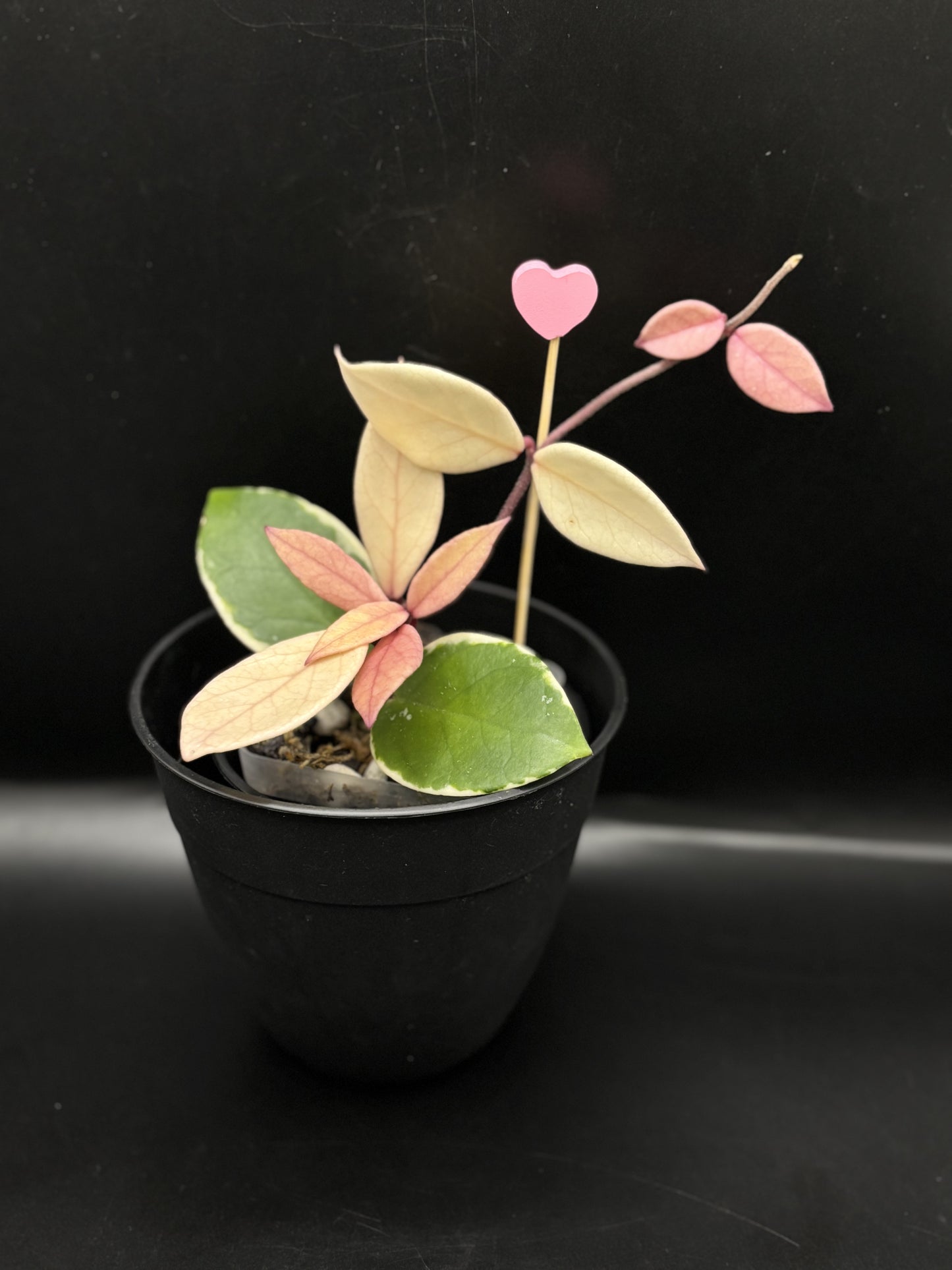 Hoya Flamingo Dream – A Stunning Collector’s Jewel with Colorful Foliage