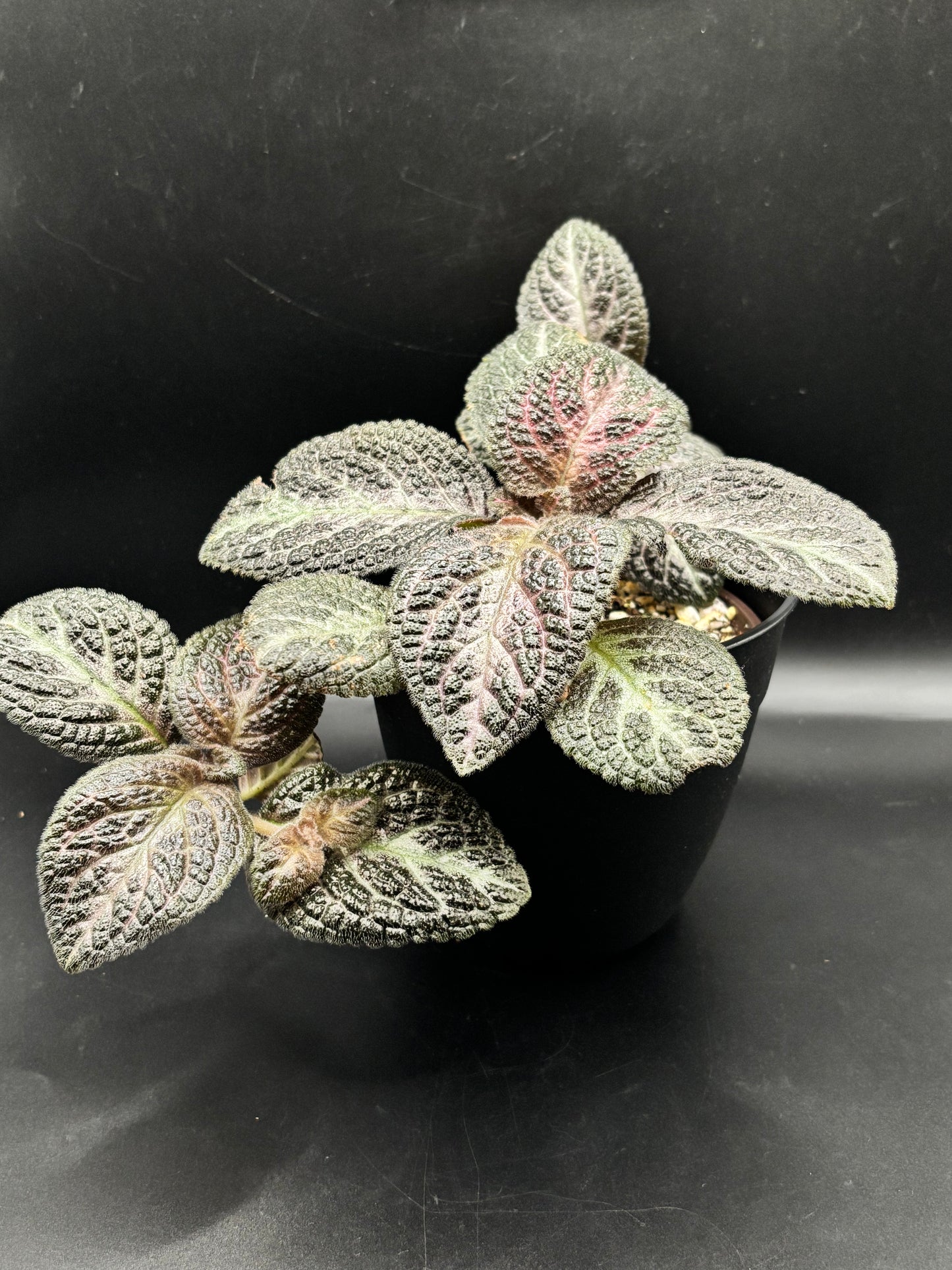 Episcia ‘Pink Panther’ – A Blush-Toned Velvet Jewel | Curio Plants