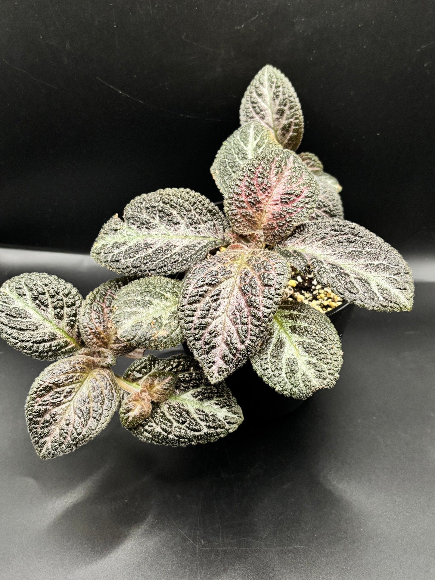 Episcia ‘Pink Panther’ – A Blush-Toned Velvet Jewel | Curio Plants