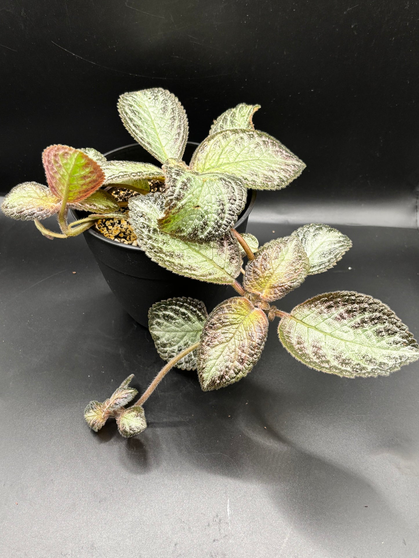 Episcia ‘Pink Panther’ – A Blush-Toned Velvet Jewel | Curio Plants