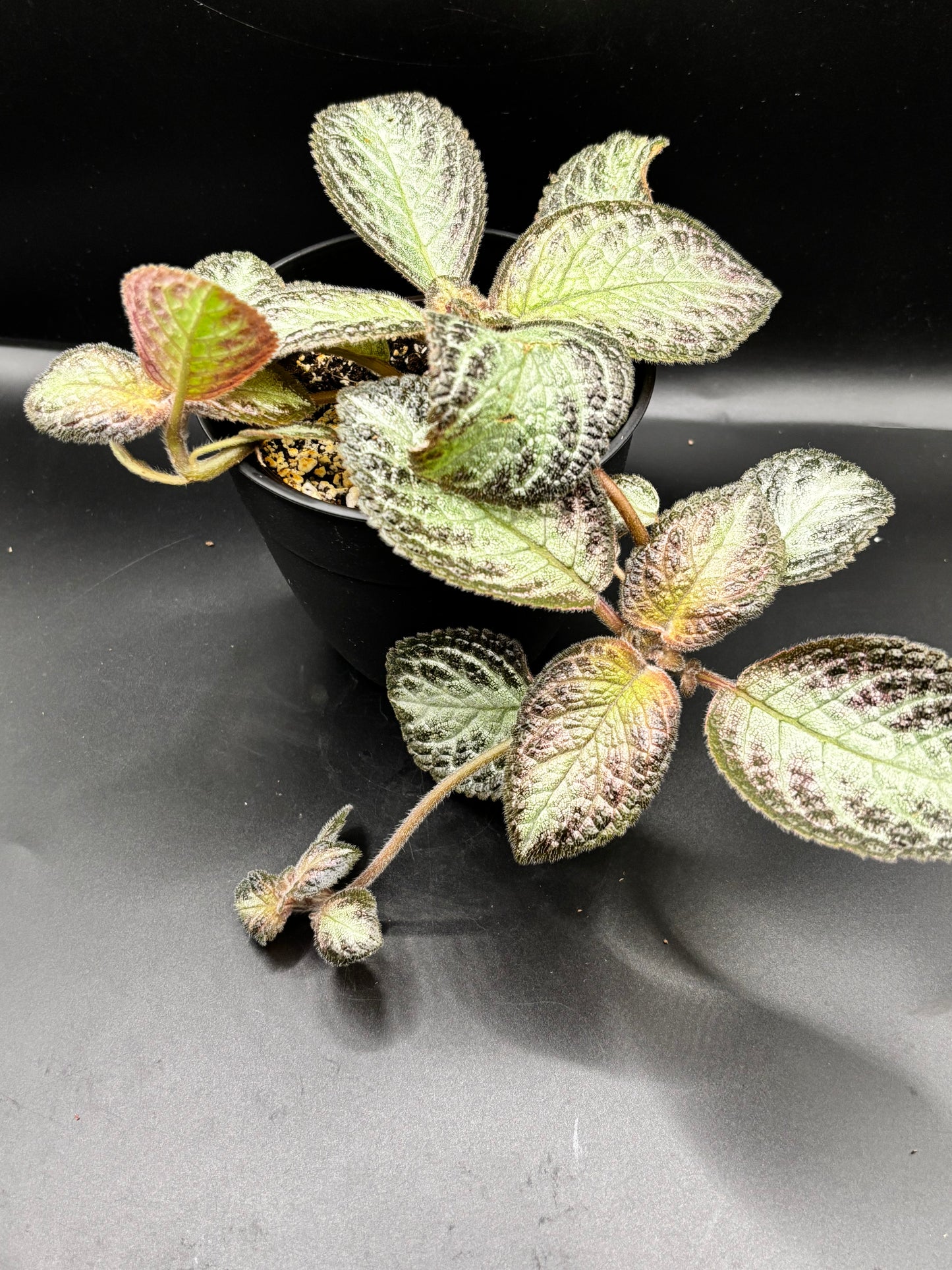 Episcia ‘Pink Panther’ – A Blush-Toned Velvet Jewel | Curio Plants