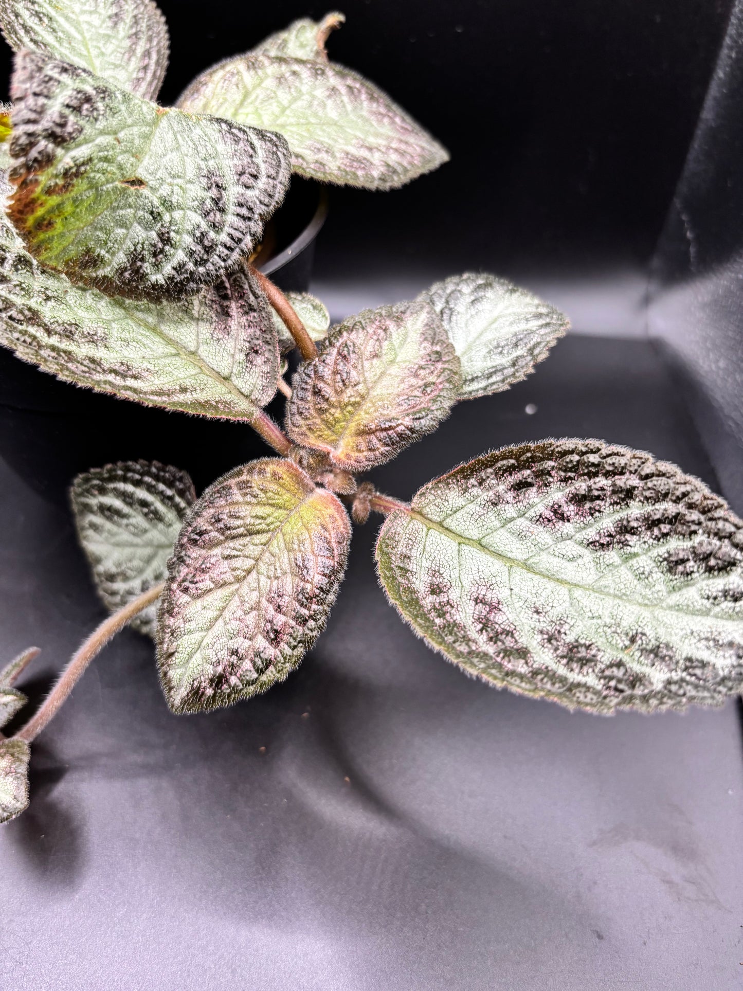 Episcia ‘Pink Panther’ – A Blush-Toned Velvet Jewel | Curio Plants
