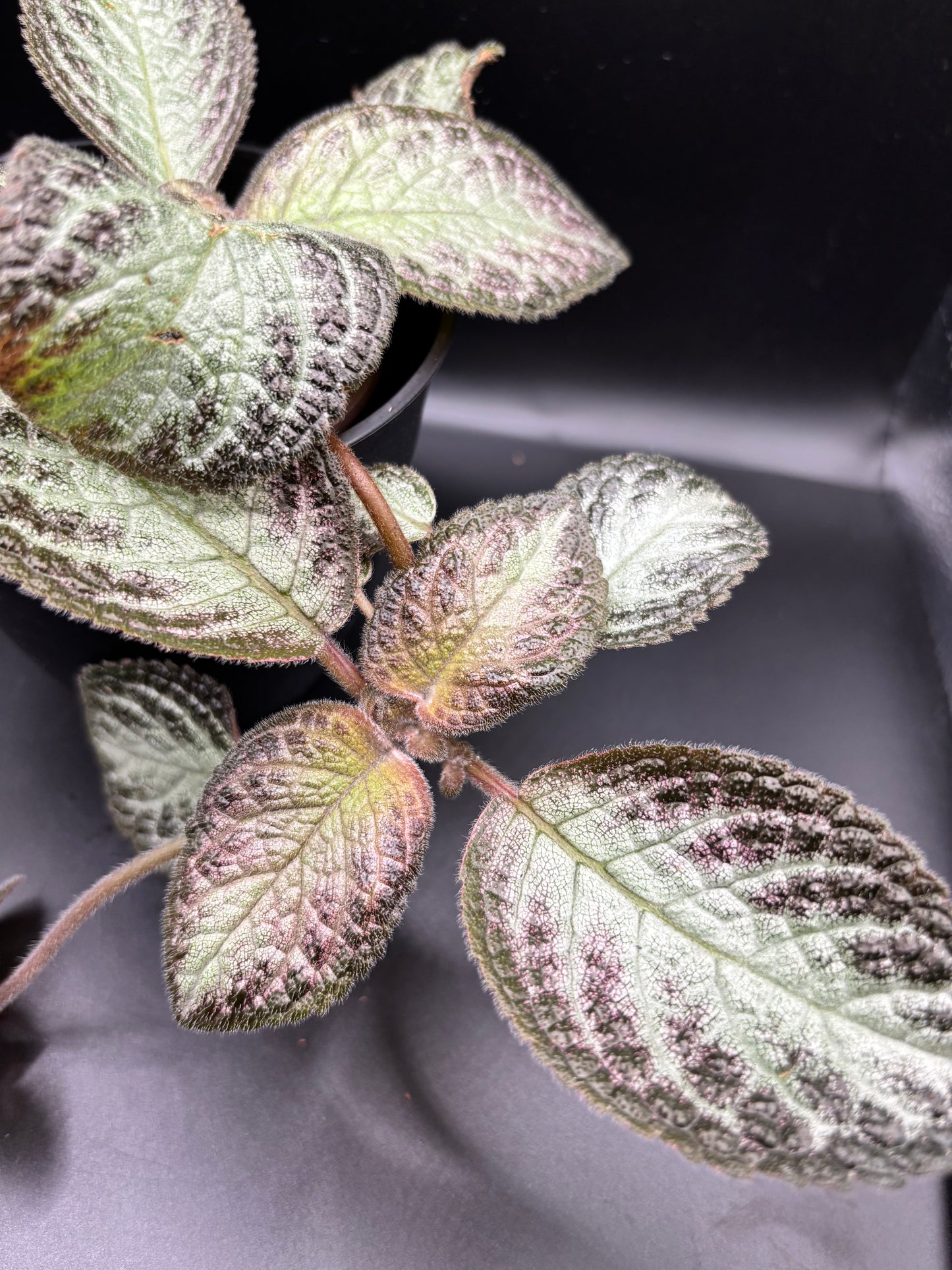 Episcia ‘Pink Panther’ – A Blush-Toned Velvet Jewel | Curio Plants