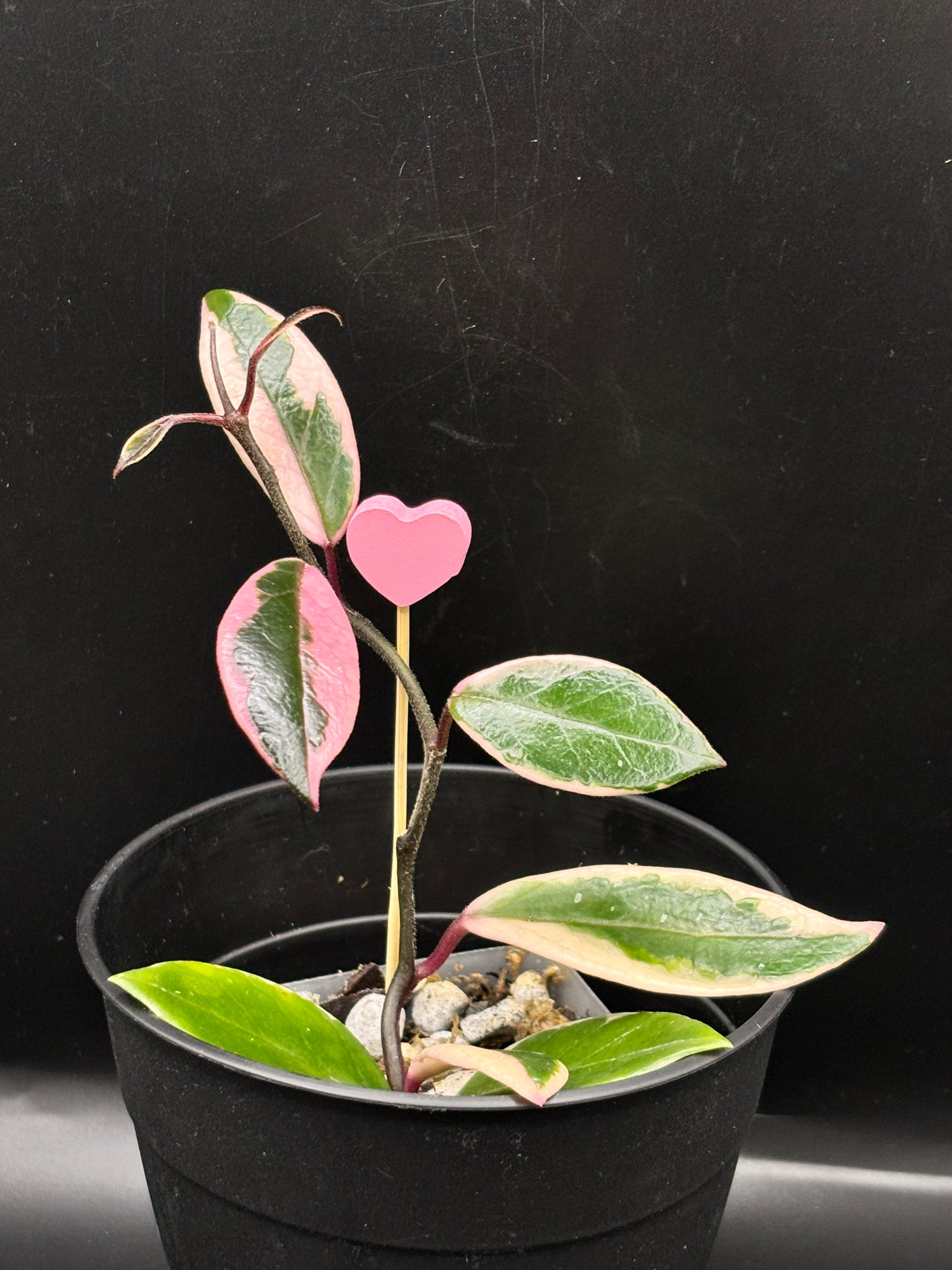 Hoya Flamingo Dream – A Stunning Collector’s Jewel with Colorful Foliage