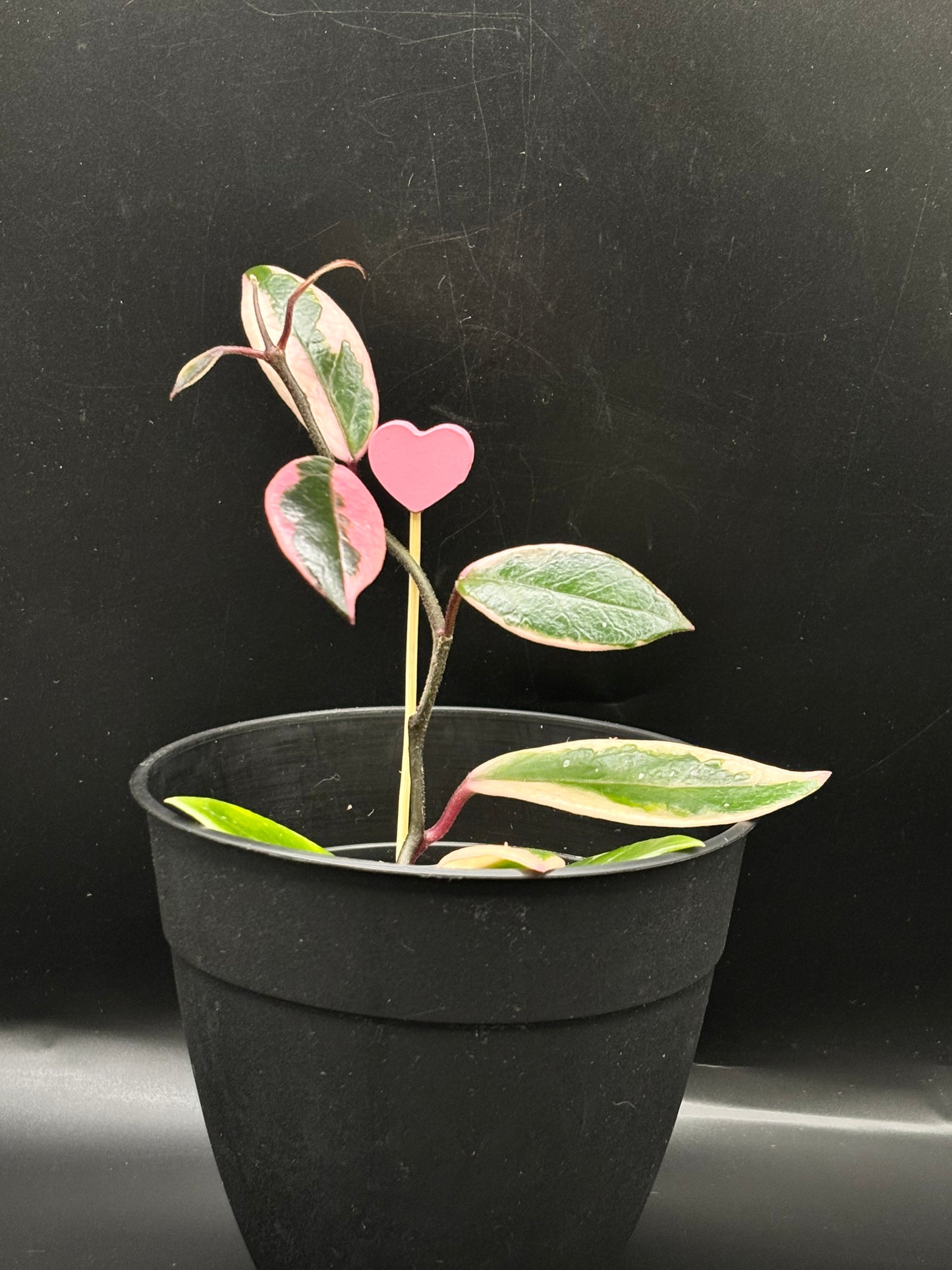 Hoya Flamingo Dream – A Stunning Collector’s Jewel with Colorful Foliage