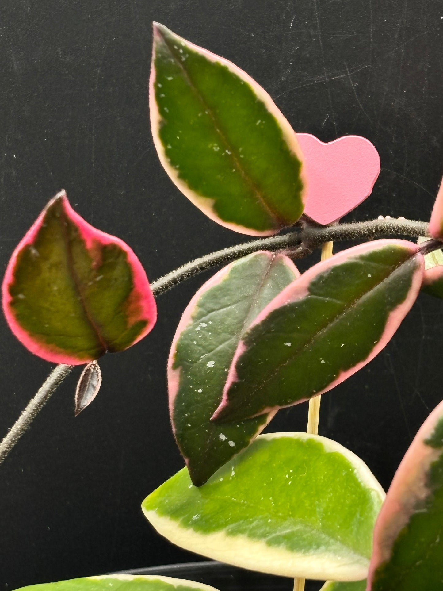 Hoya Flamingo Dream – A Stunning Collector’s Jewel with Colorful Foliage