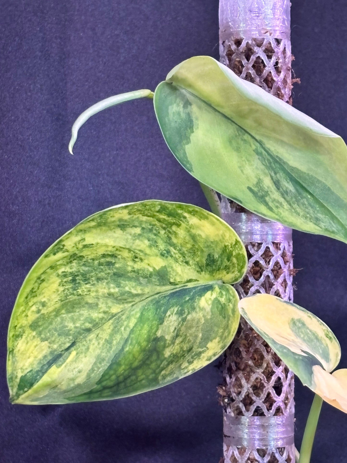 Scindapsus Jade Aurea Variegated Rare Mounted curio botanica