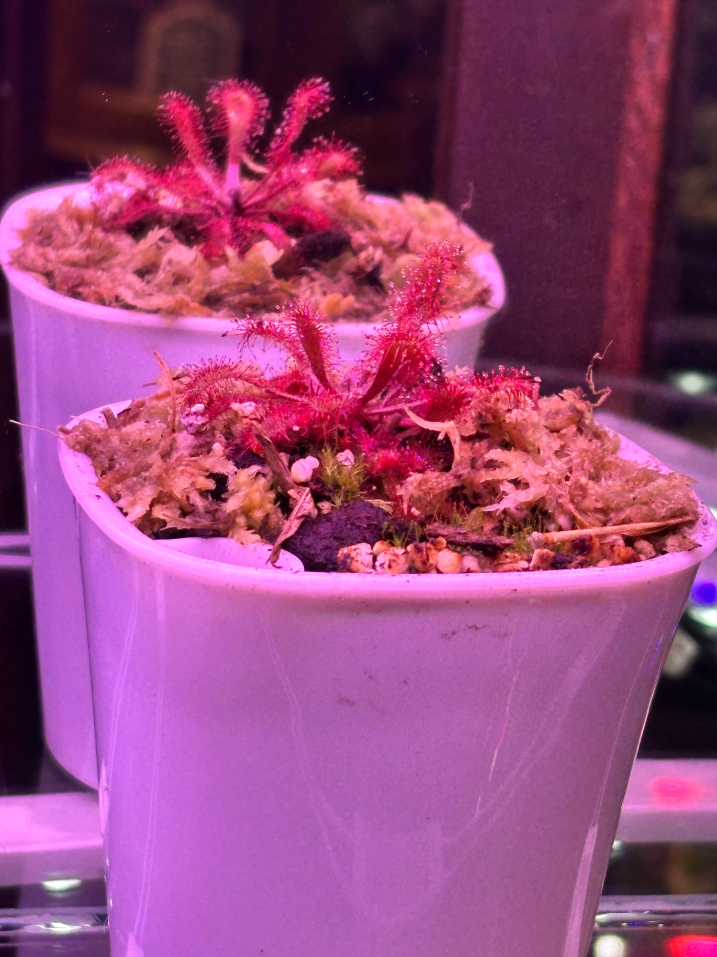 Drosera Collinsiae Carniverous Plant Sundew - Self Watering Pot