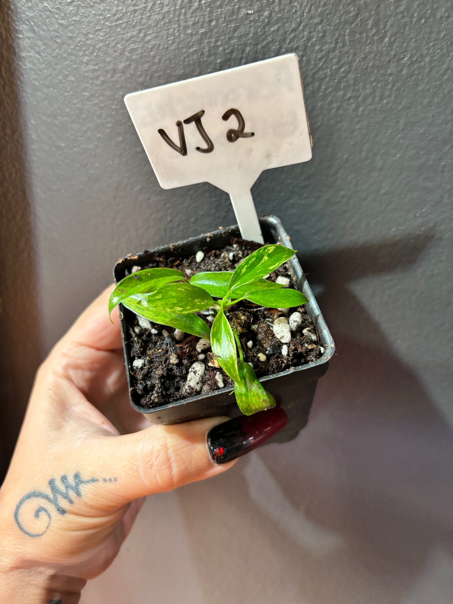 Variegated Joepii curio botanica