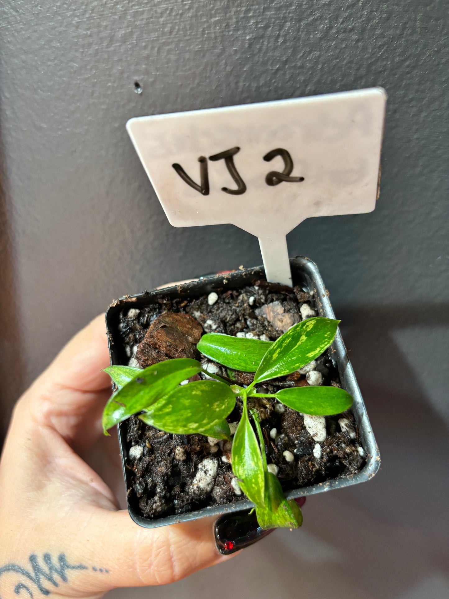 Variegated Joepii curio botanica