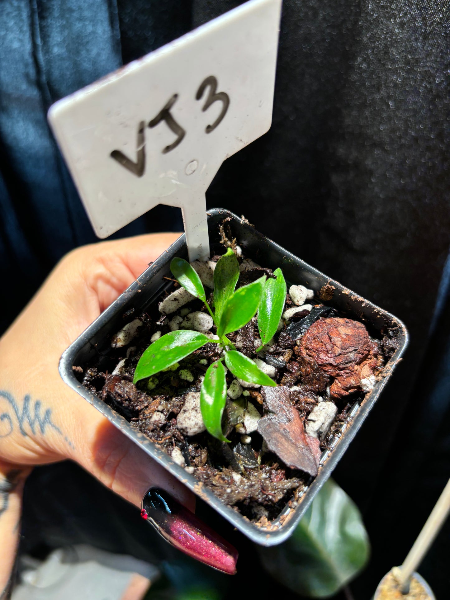 Variegated Joepii curio botanica