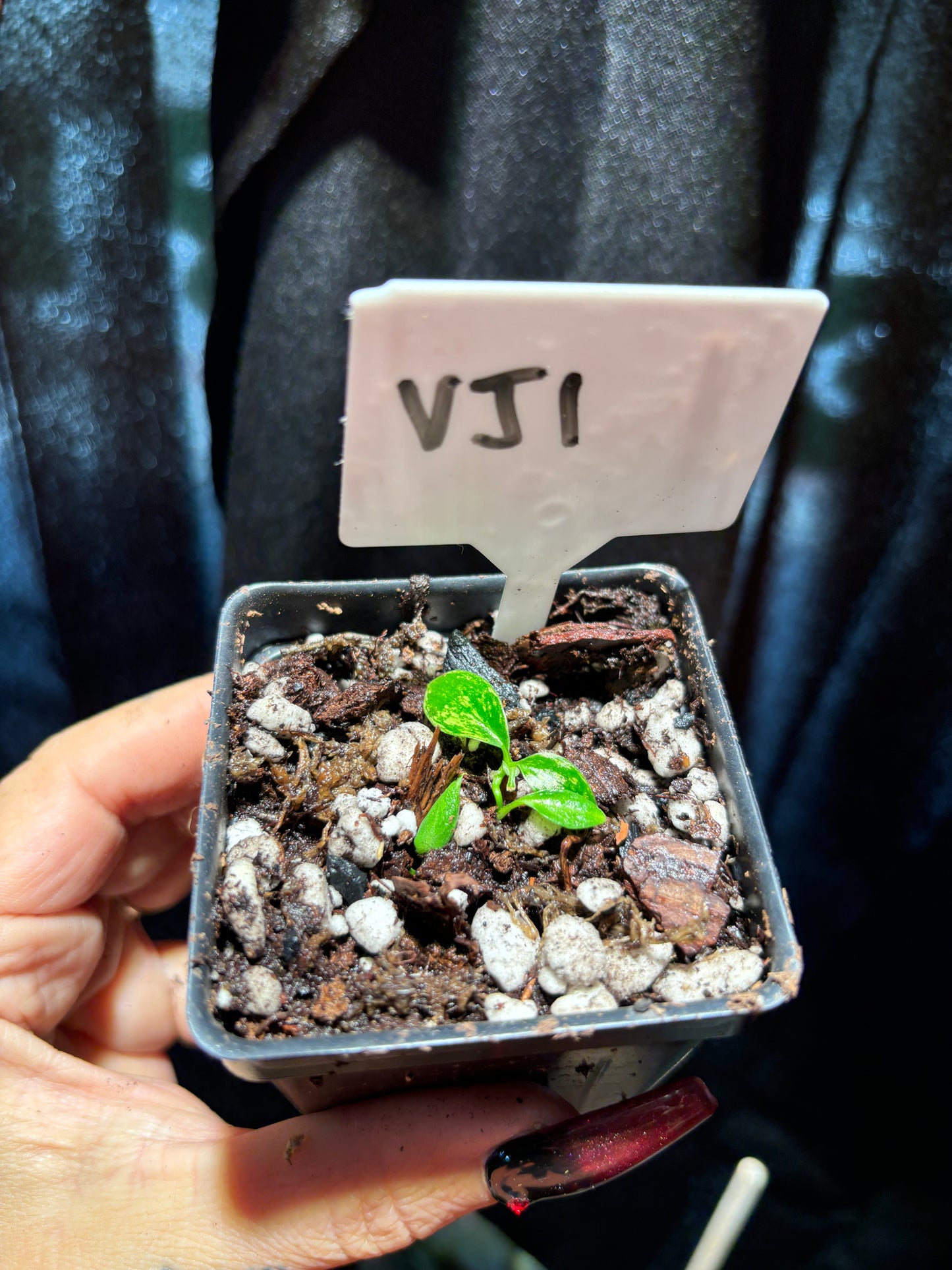 Variegated Joepii curio botanica