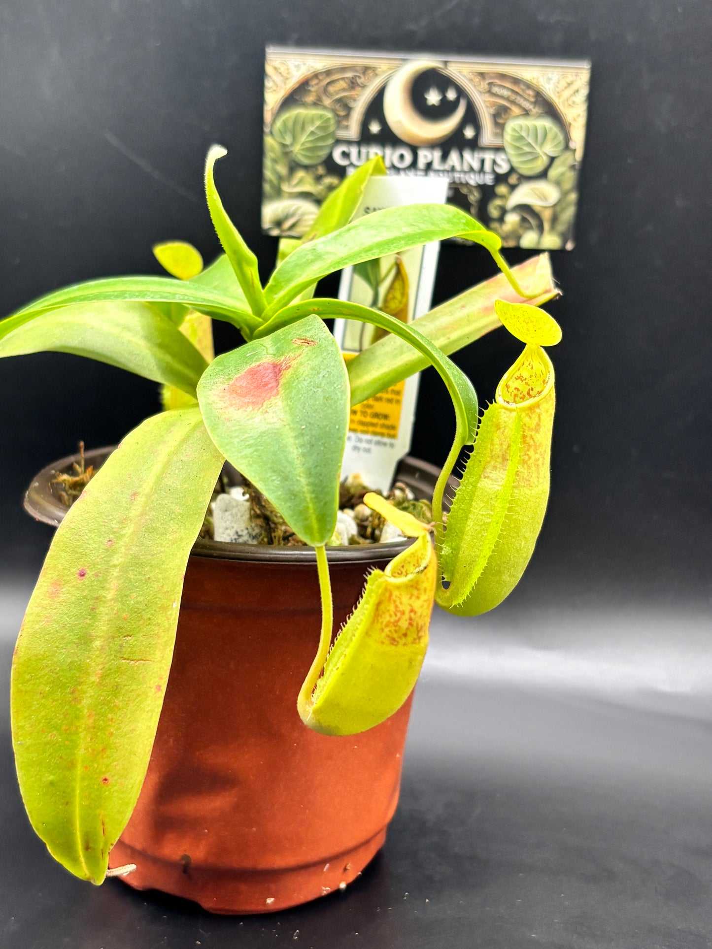 Nepenthes sanguinea – A Towering Relic of Scarlet & Gold | Curio Plants carnivorous plant
