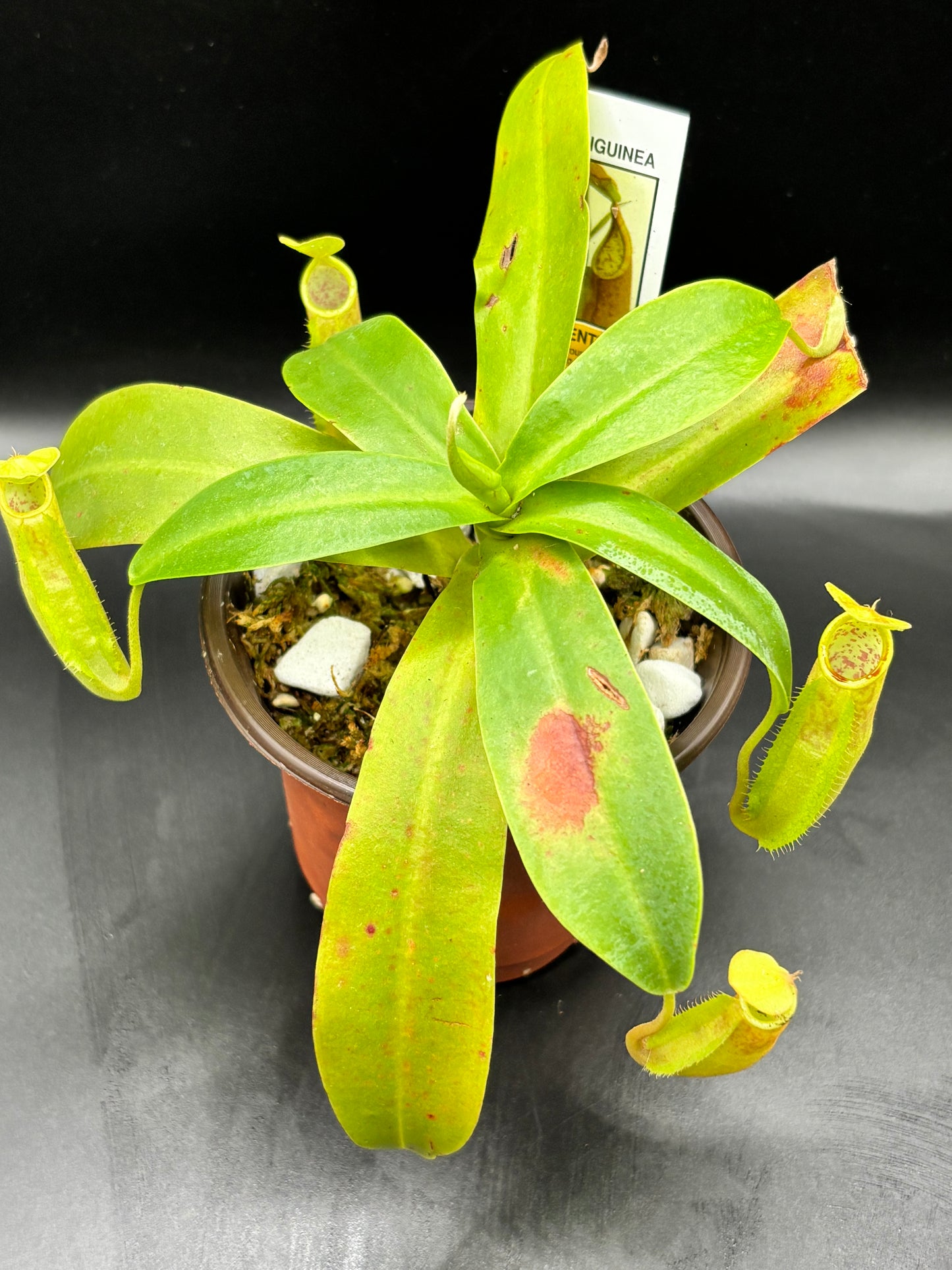 Nepenthes sanguinea – A Towering Relic of Scarlet & Gold | Curio Plants carnivorous plant