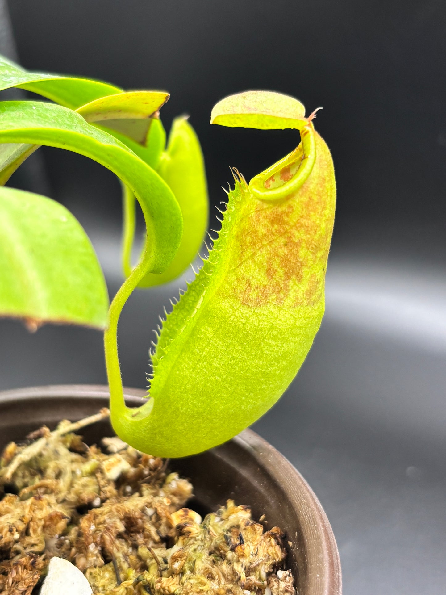 Nepenthes sanguinea – A Towering Relic of Scarlet & Gold | Curio Plants carnivorous plant