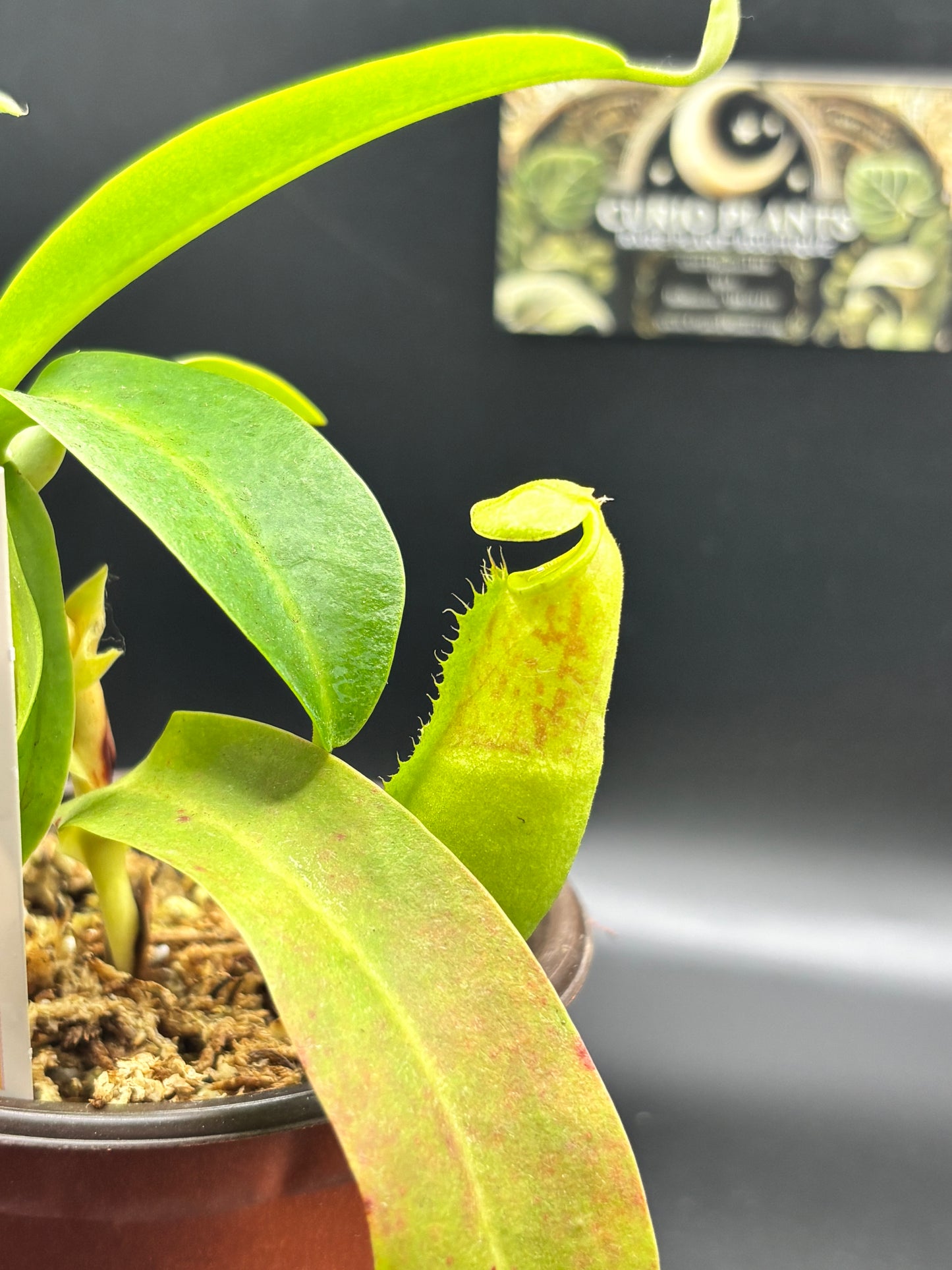 Nepenthes sanguinea – A Towering Relic of Scarlet & Gold | Curio Plants carnivorous plant