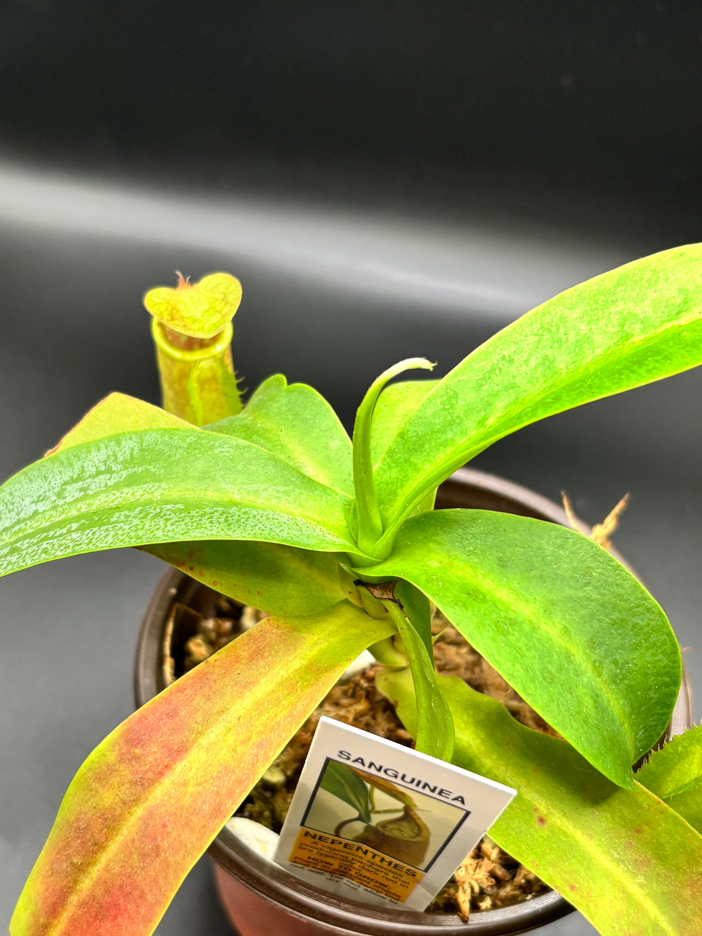 Nepenthes sanguinea – A Towering Relic of Scarlet & Gold | Curio Plants carnivorous plant
