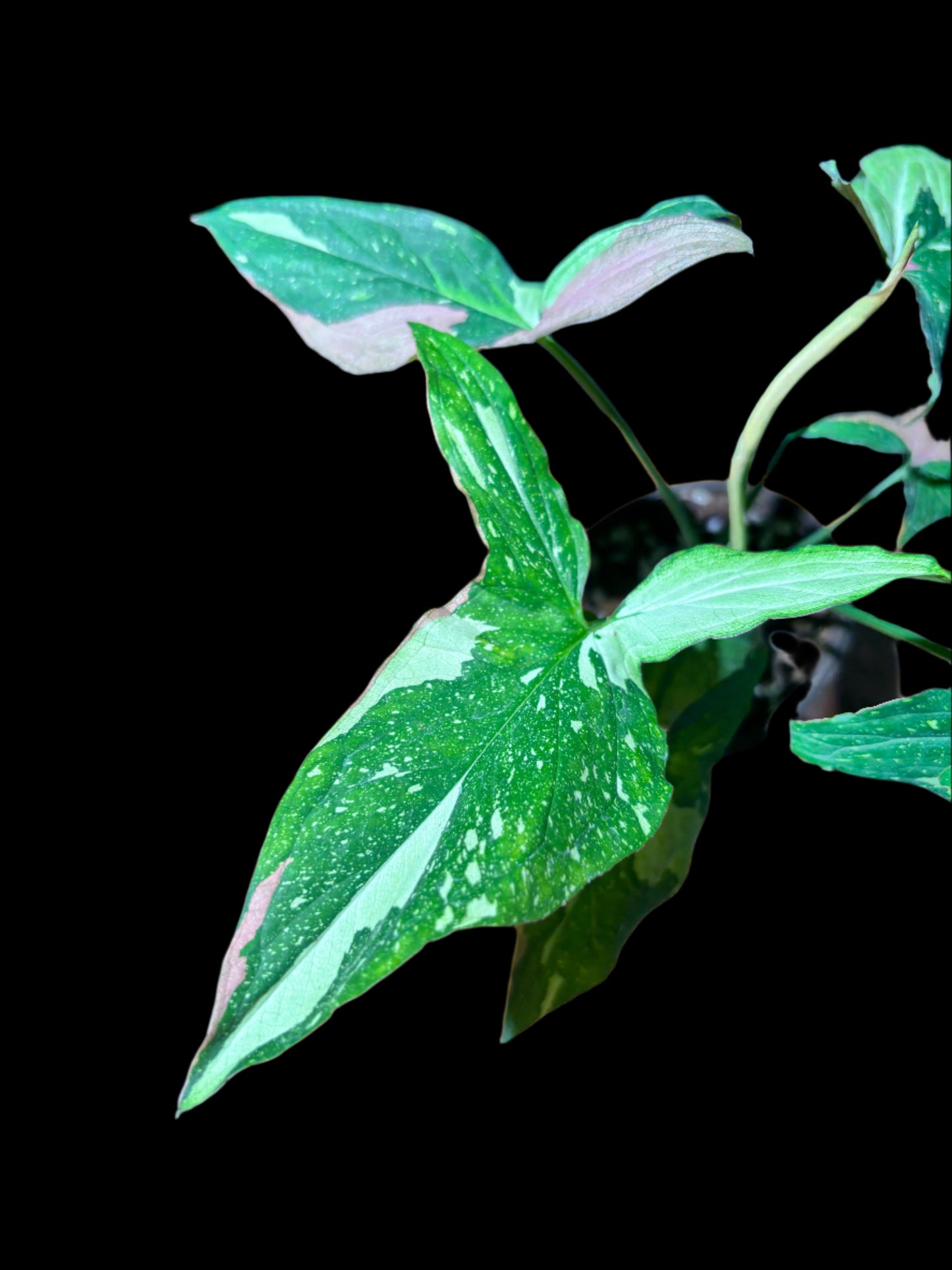 Syngonium ‘Tricolor Red’ – A Rare Collector’s Aroid with Striking Variegation curio botanica