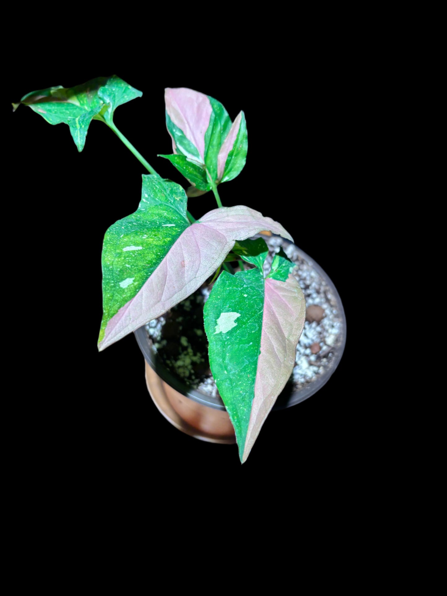 Syngonium ‘Tricolor Red’ – A Rare Collector’s Aroid with Striking Variegation curio botanica