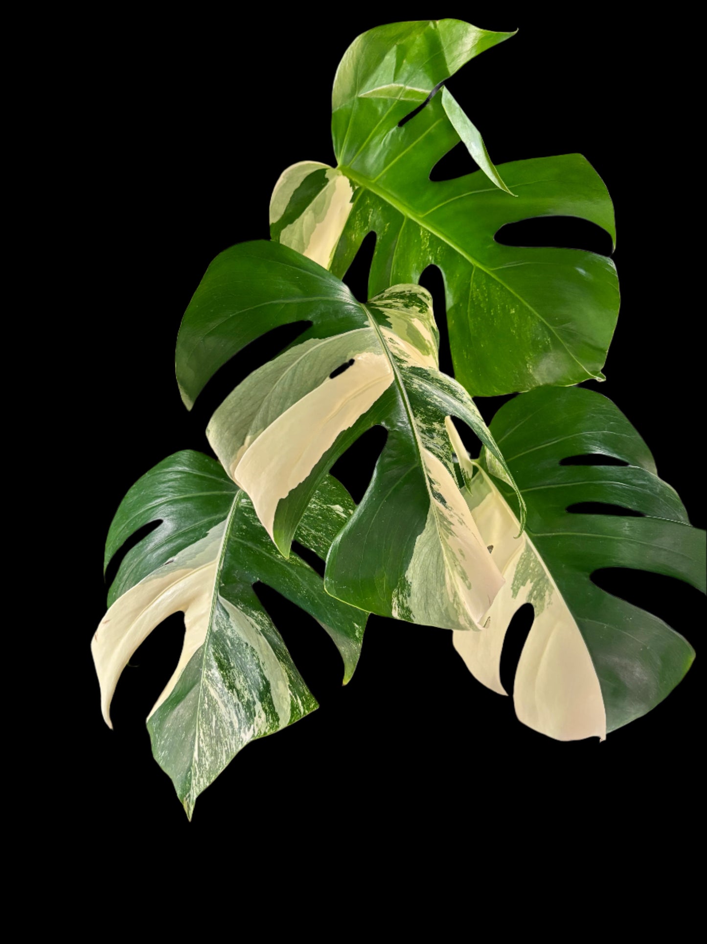 Monstera Albo – The Pinnacle of Variegated Elegance | Curio botanica