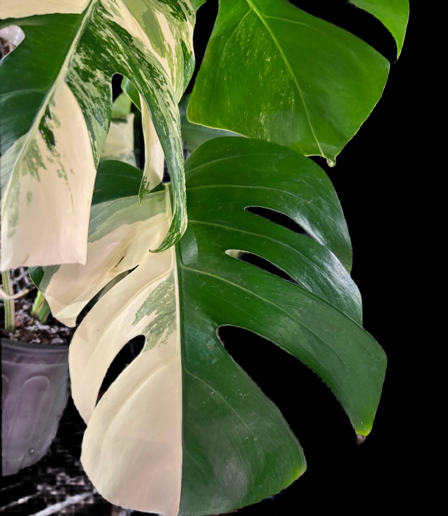 Monstera Albo – The Pinnacle of Variegated Elegance | Curio botanica