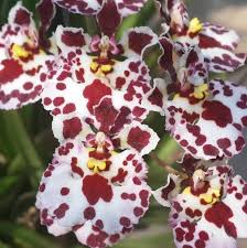 Enchanting Orchids: The Crown Jewels of Curio Plants