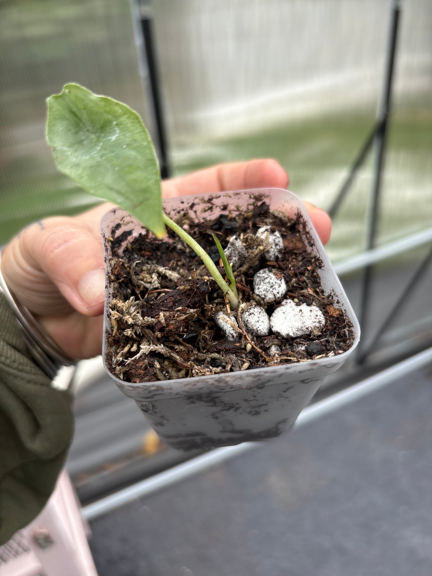 Alocasia Dragons Breath 3”