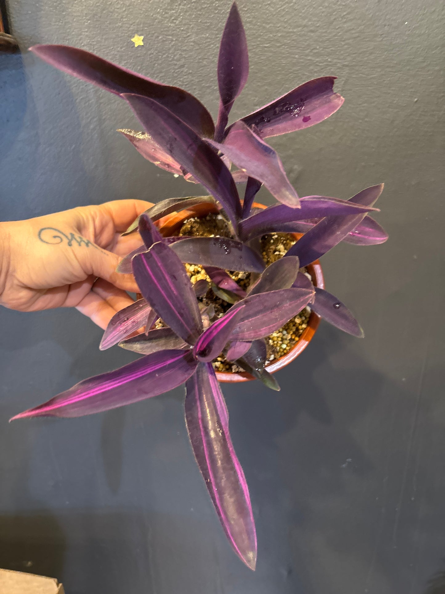 Tradescantia Pallida Variegata - Purple Heart