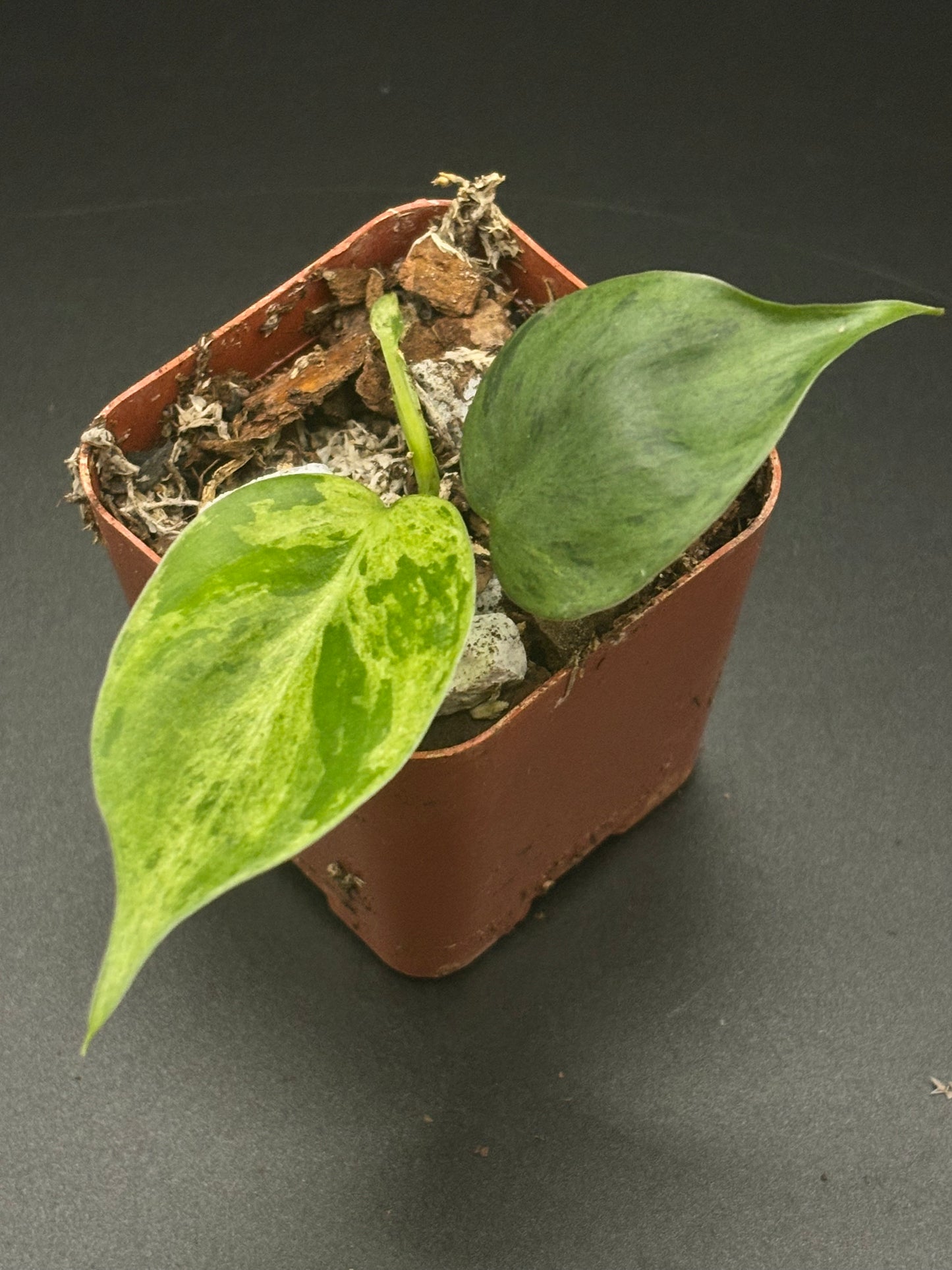 Variegated Heart Leaf Philodendron