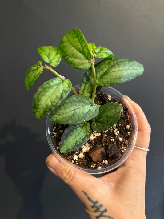 Pellionia Daveauana ‘Watermelon Begonia’