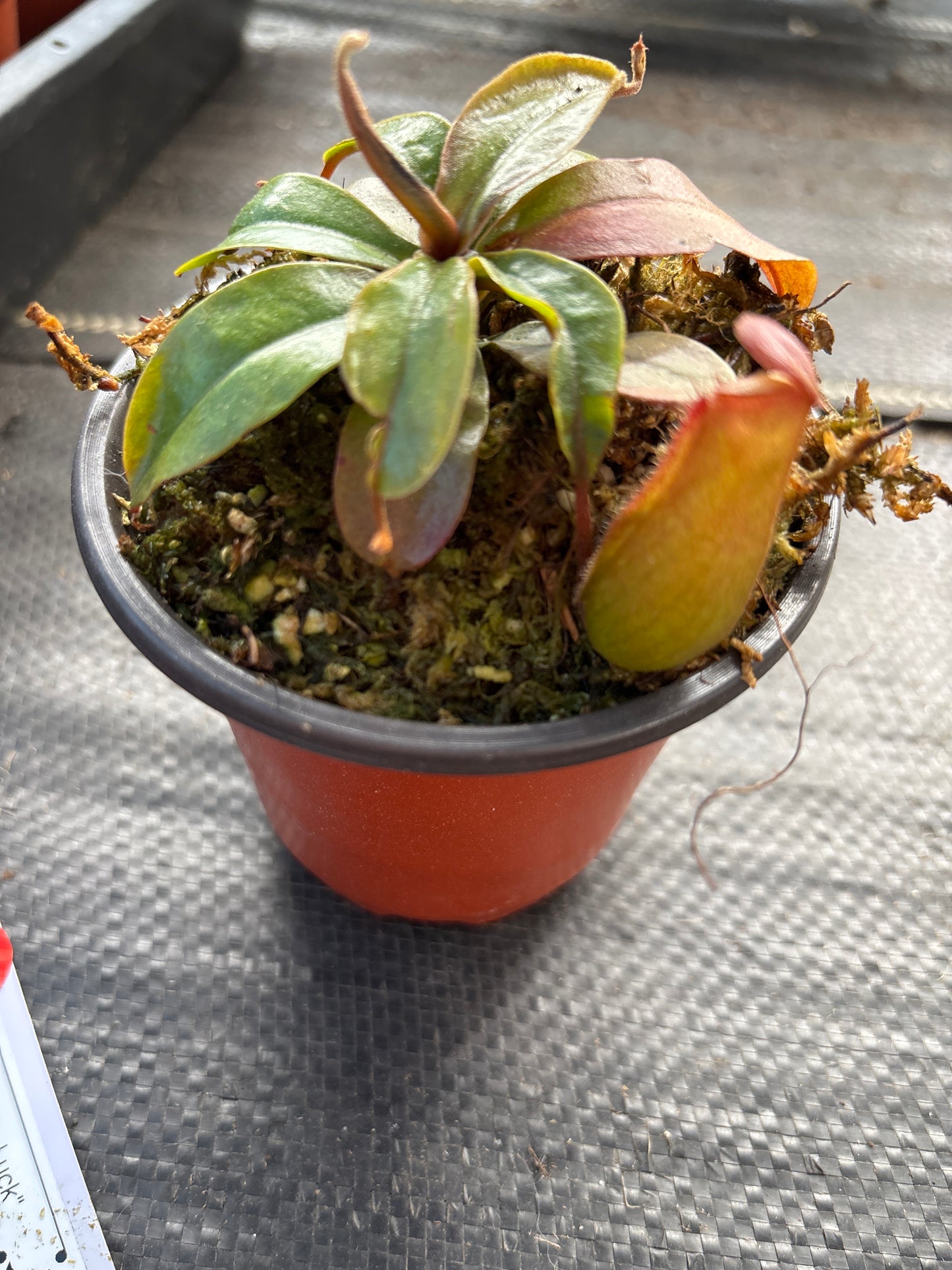 Nepenthes ‘Lady Luck’ Carnivorous Pitcher Plant