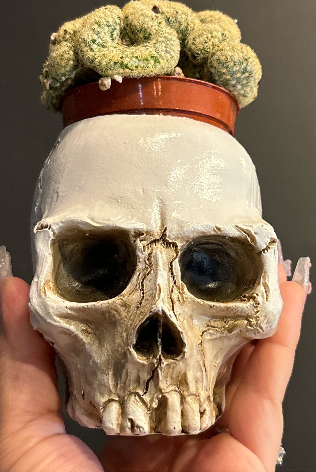 Skull Pot Single