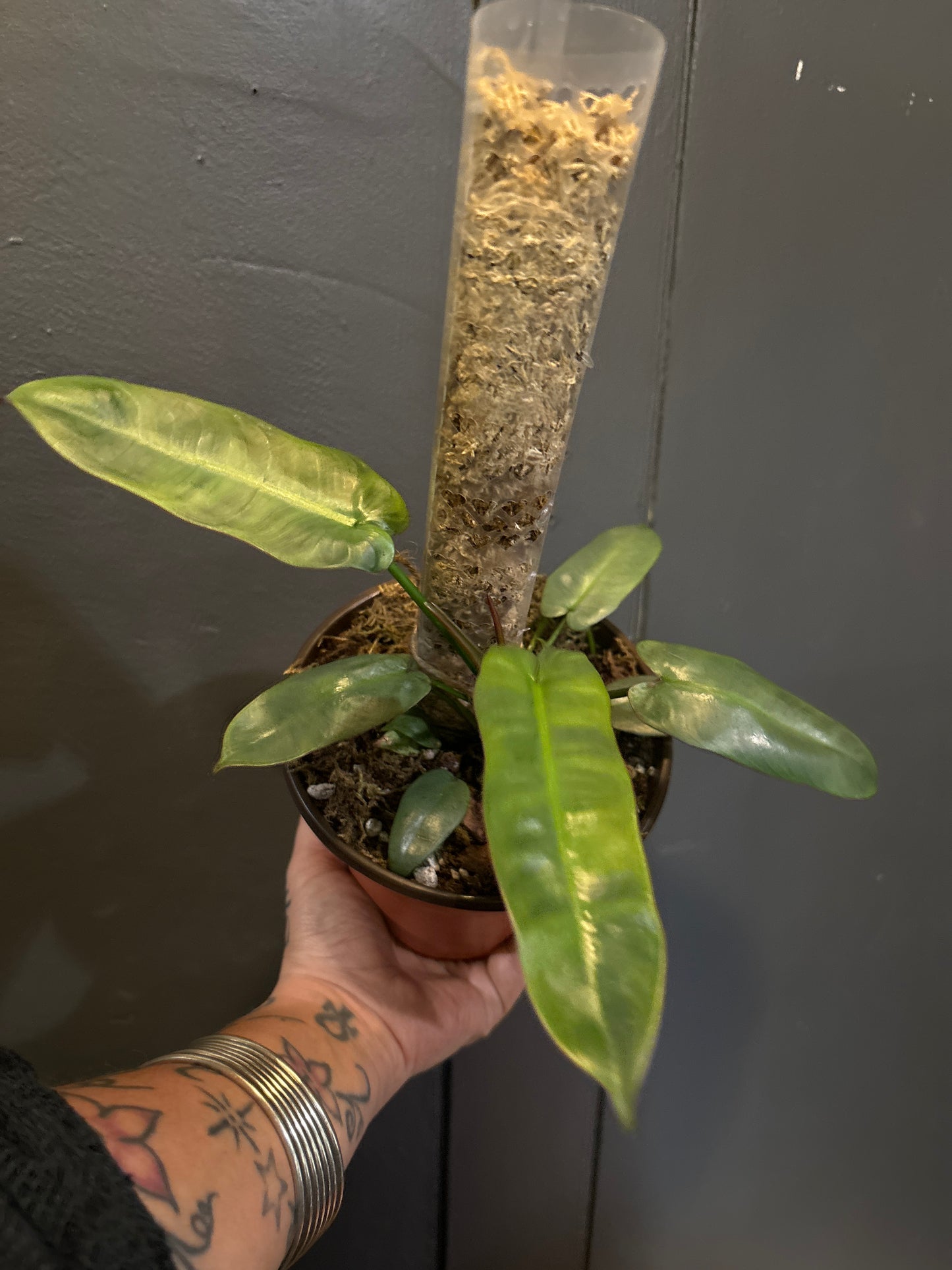 Philodendron Ataboponese