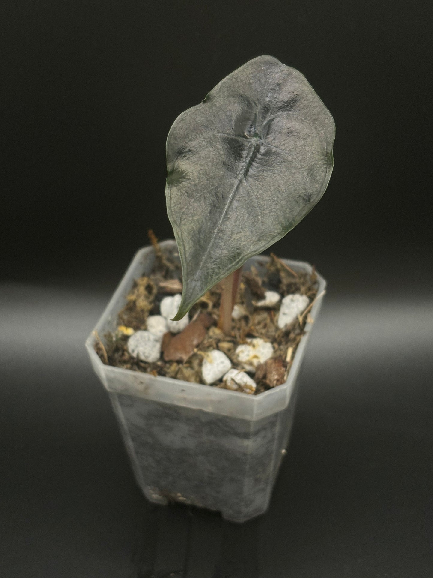 Alocasia Chantrieri