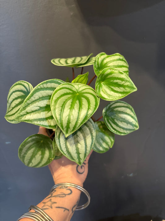 Peperomia Watermelon