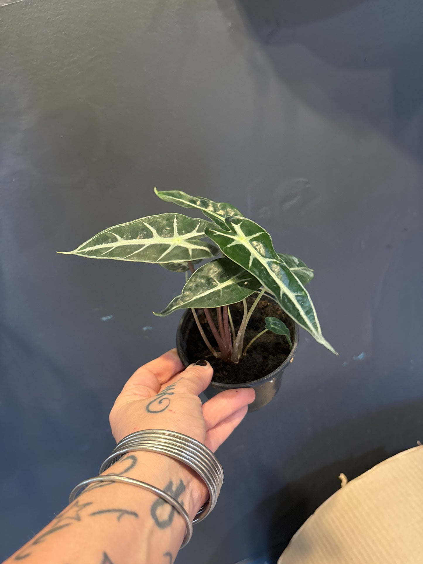 Alocasia Bambino